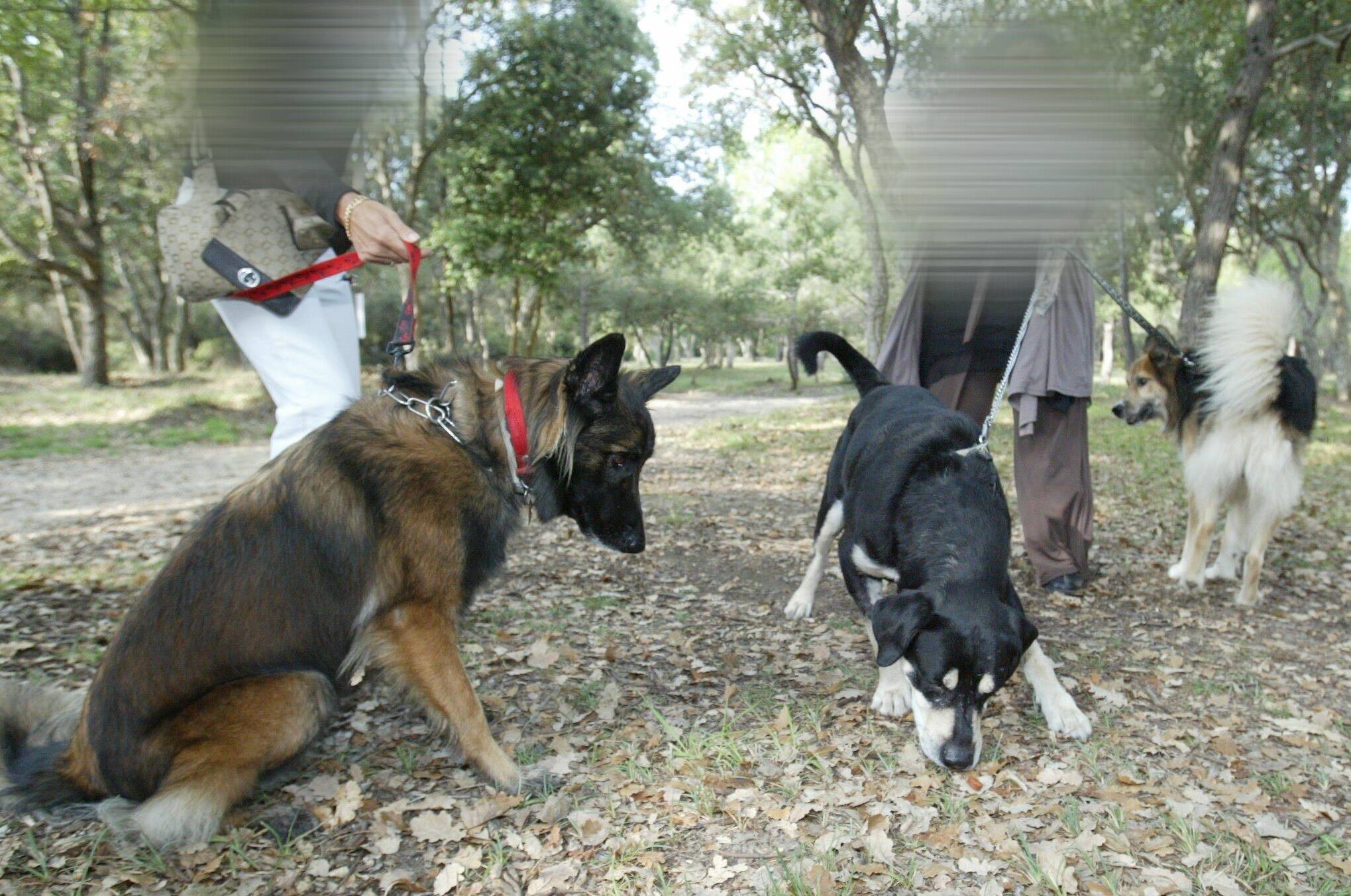 Quatre chiens morts depuis vendredi: un serial empoisonneur d'animaux a-t-il frappé dans ce village de la Côte d'Azur?