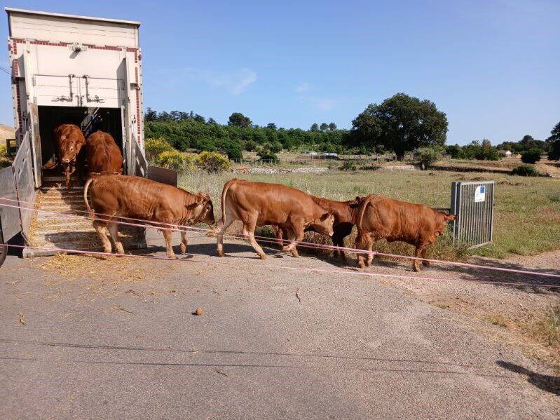 "On ne pouvait pas laisser les animaux en souffrance": le camion tombe en panne, un troupeau de 45 veaux trouve refuge à Saint-Maximin grâce à une belle solidarité