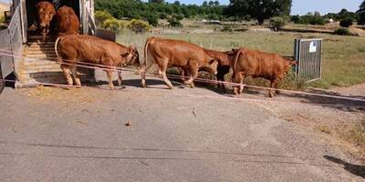 "On ne pouvait pas laisser les animaux en souffrance": le camion tombe en panne, un troupeau de 45 veaux trouve refuge à Saint-Maximin grâce à une belle solidarité
