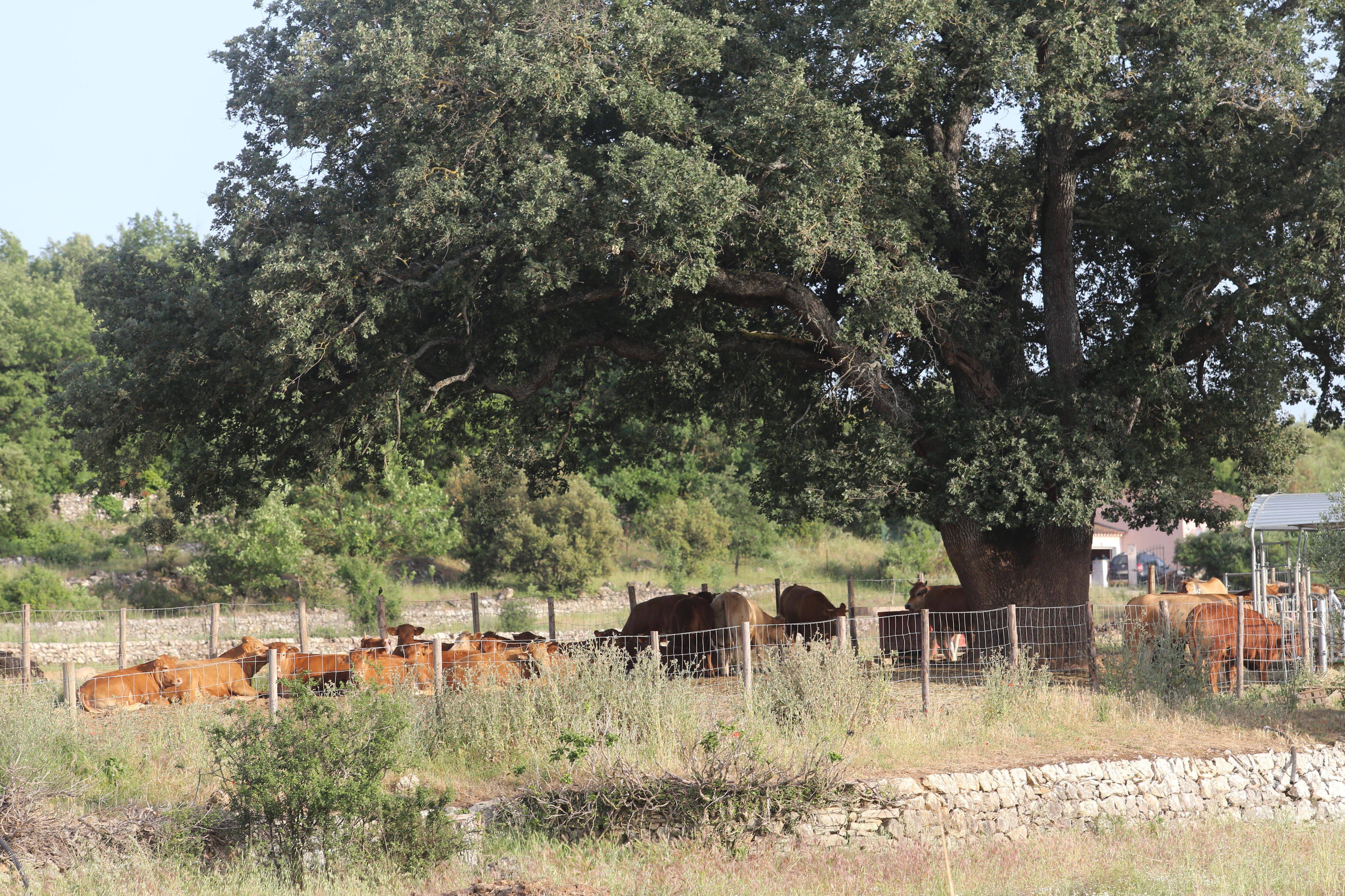 "On a géré l'urgence avec une belle solidarité": les 47 veaux ont repris la route de la transhumance vers le nord de l'Italie