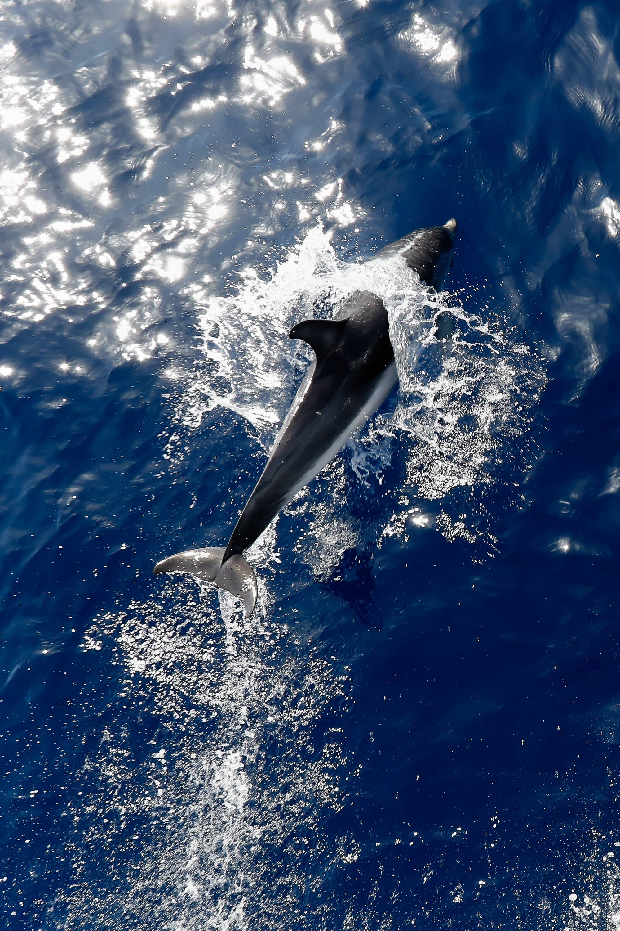 À Antibes, la Ville a renouvelé son engagement en faveur de la charte Pelagos: on vous explique pourquoi