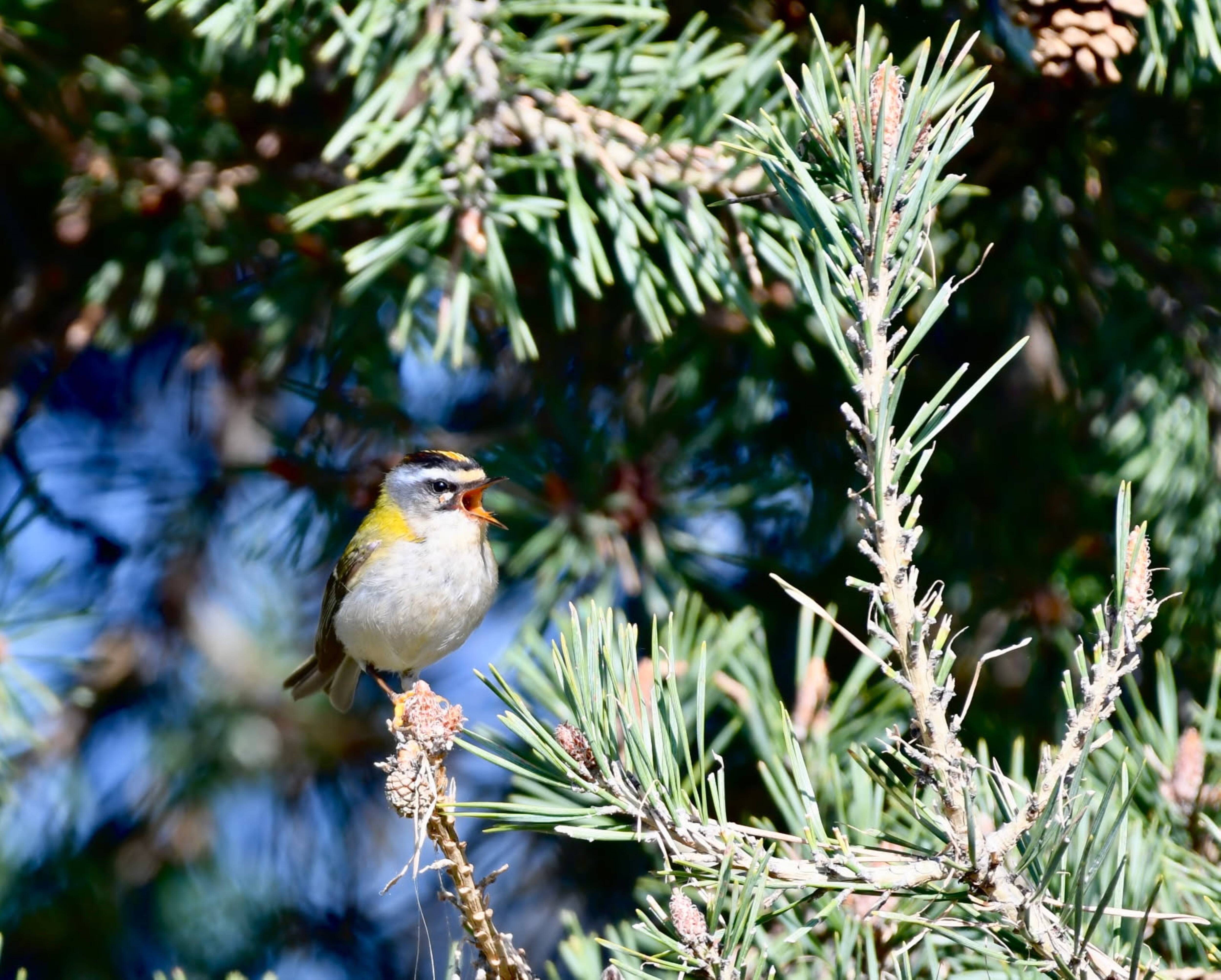 Les oiseaux aussi souffrent de la chaleur: voici des solutions pour aider nos amis à plumes cet été