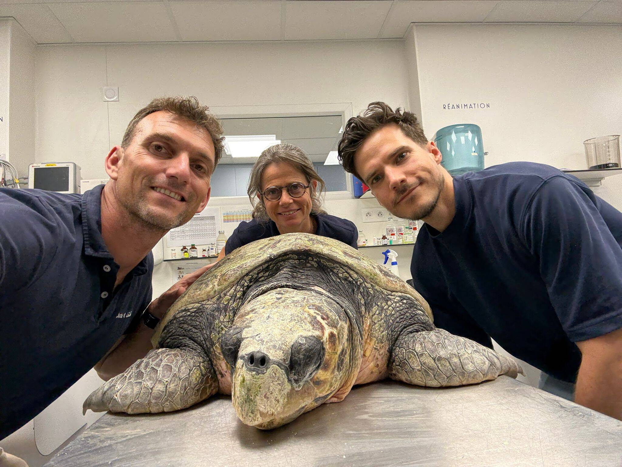 Elle avait été percutée par l'hélice d'un bateau, une (grosse) tortue marine blessée et sauvée in extremis sur la Côte d'Azur