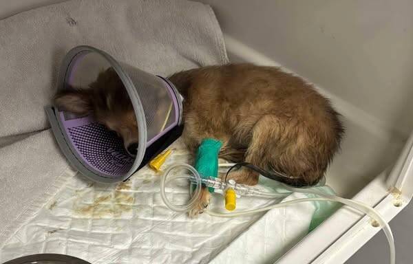 Après le décès de plusieurs chiots et une vive polémique, le prochain salon des animaux de compagnie à Cagnes-sur-Mer annulé