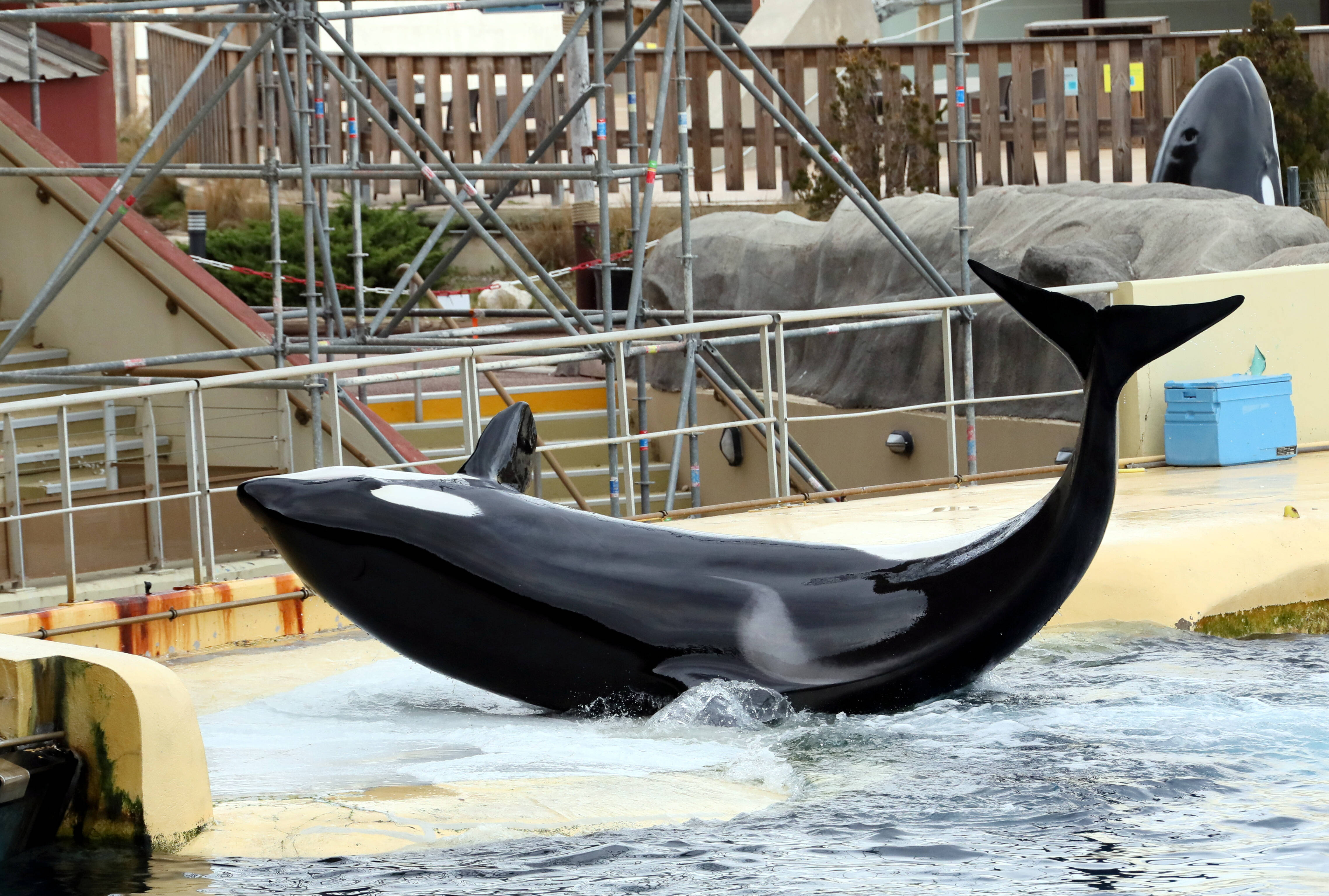 Marineland envisage toujours de transférer ses orques et ses dauphins vers des parcs de loisirs espagnols et a déposé un permis