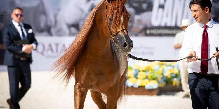 Les plus beaux chevaux du monde sont à Cannes dès vendredi et vous pourrez les admirer gratuitement