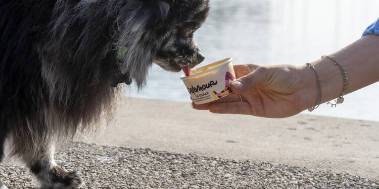 Ces glaces pour chiens fabriquées à Carros sont-elles bonnes pour leur santé? Un expert donne son verdict