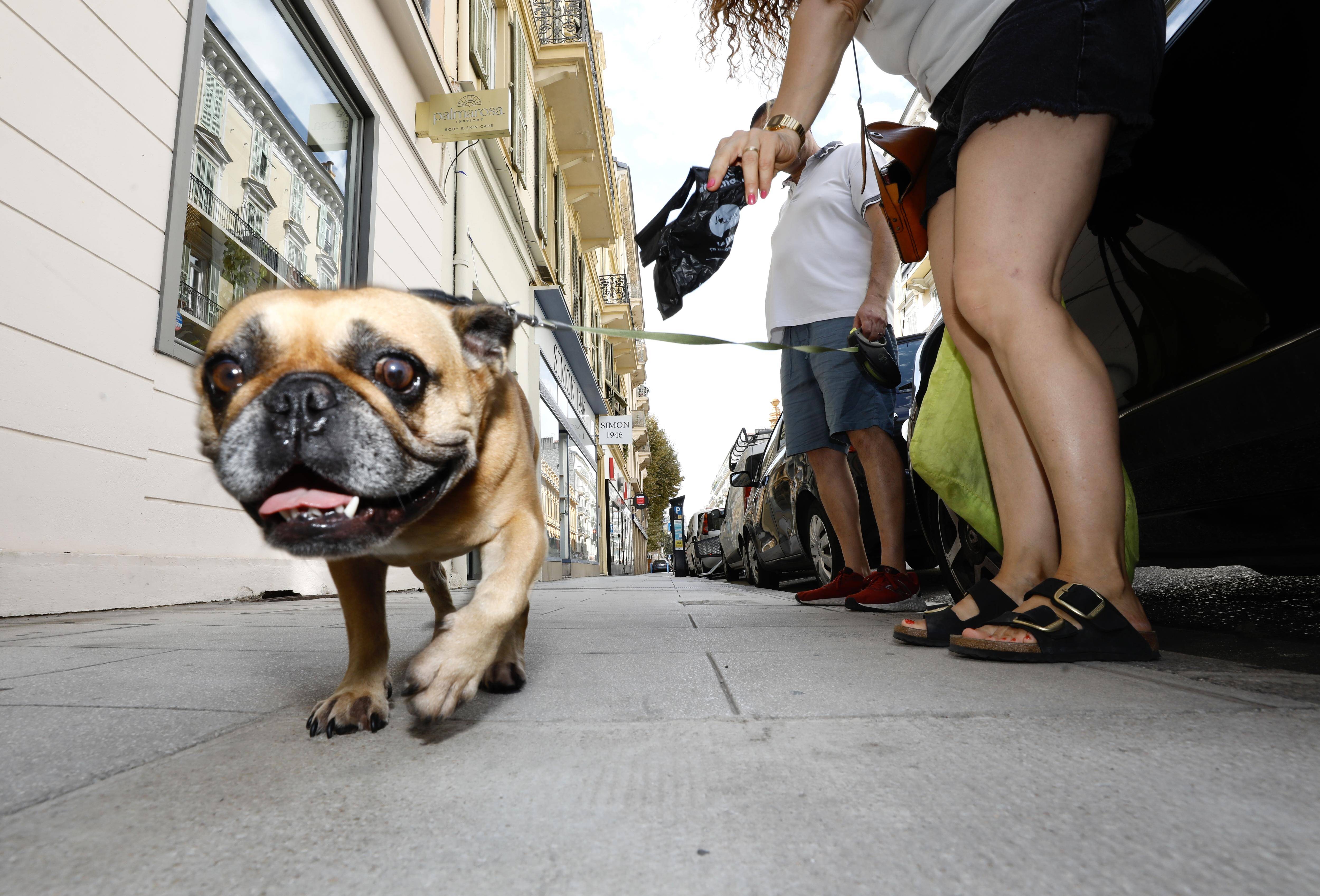 Pourquoi la mairie de Saint-Laurent-du-Var a décidé d'enlever les distributeurs de sacs canins? On vous explique cette surprenante mesure