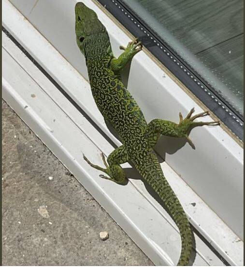 On le pensait disparu depuis vingt-cinq ans après: un lézard ocellé à nouveau observé à Porquerolles