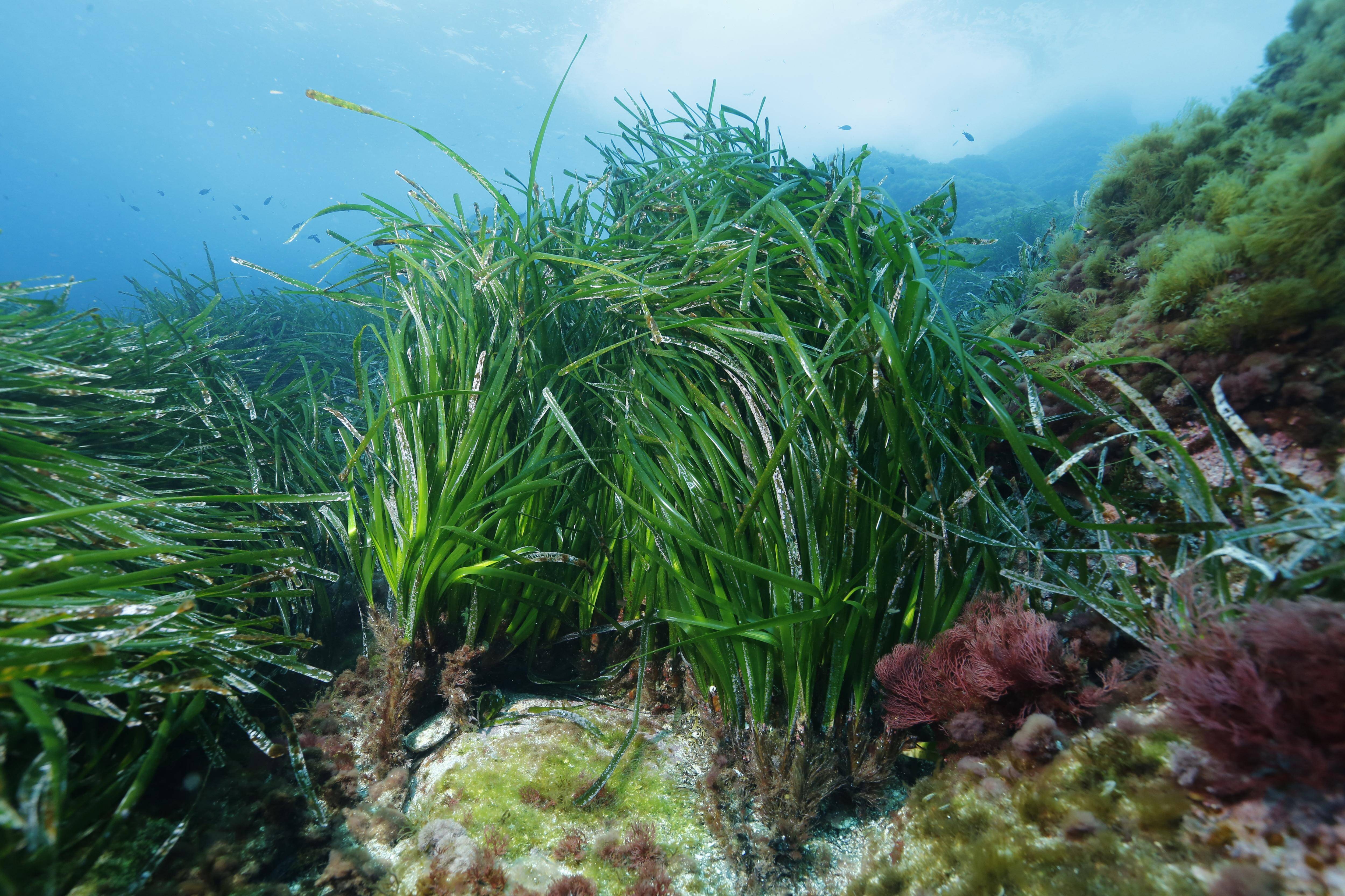 Voici les trois gestes que nous pouvons faire cet été pour préserver les posidonies