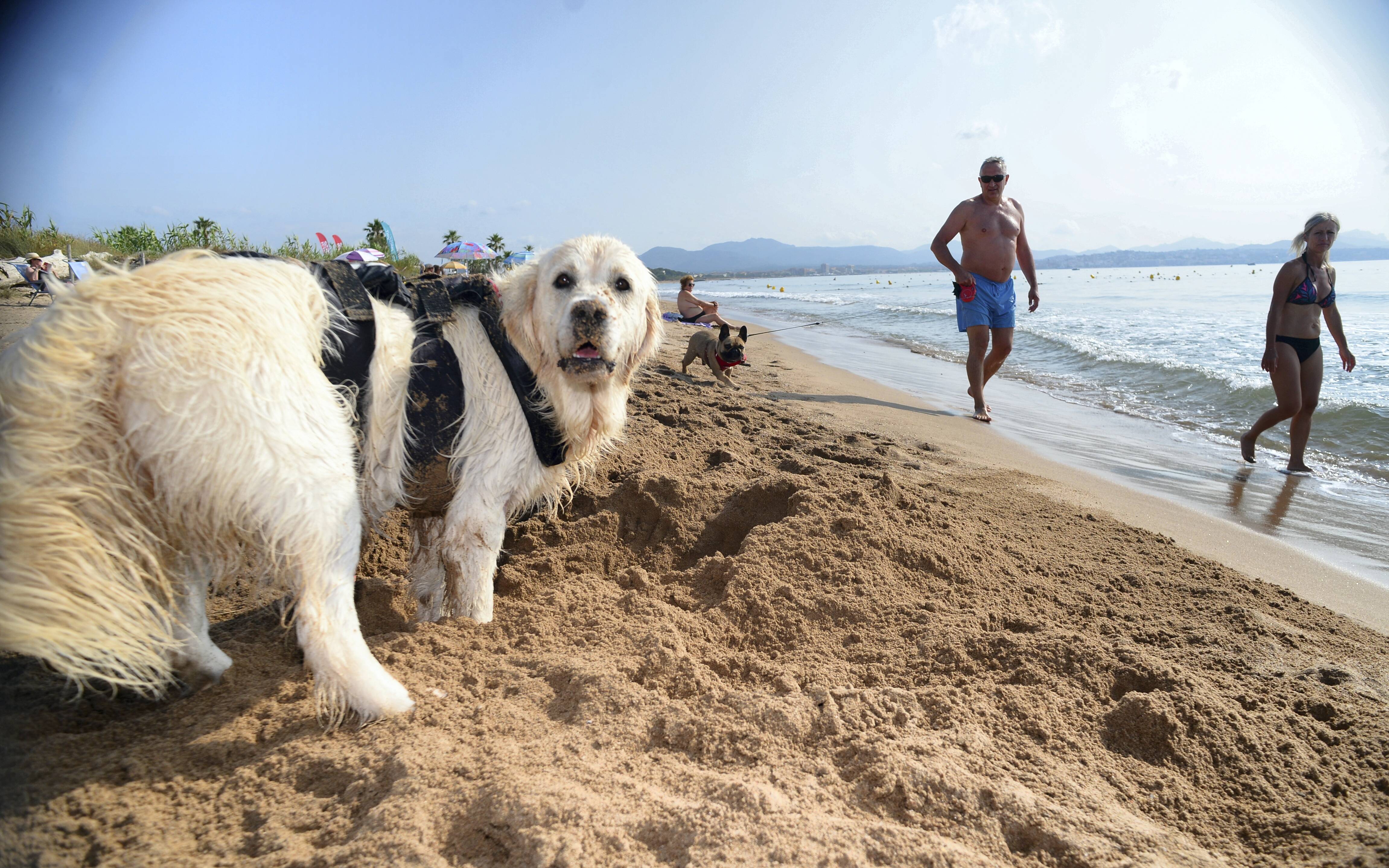 Deux plages varoises dans le top 5 des meilleures plages pour chiens