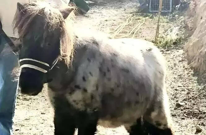 La présidente d’une association de Peymeinade condamnée: Khalys, le mini-cheval, reste introuvable