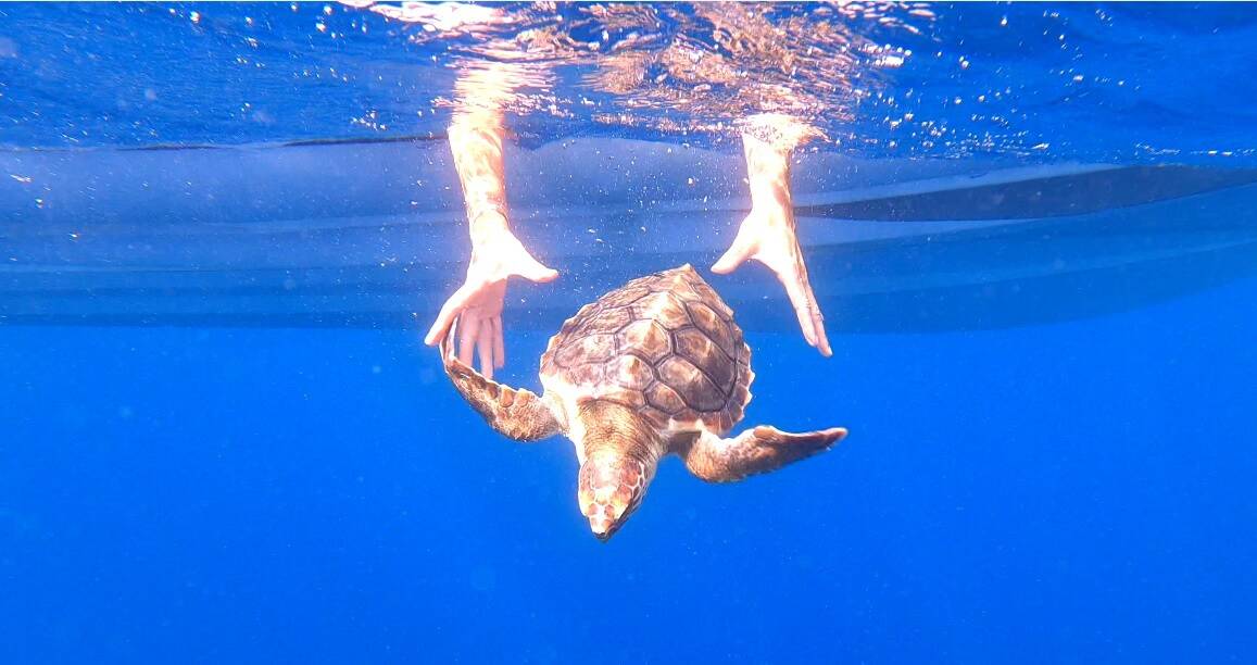 Une jeune tortue caouanne retrouvée aux Issambres et relâchée après plusieurs mois de soins