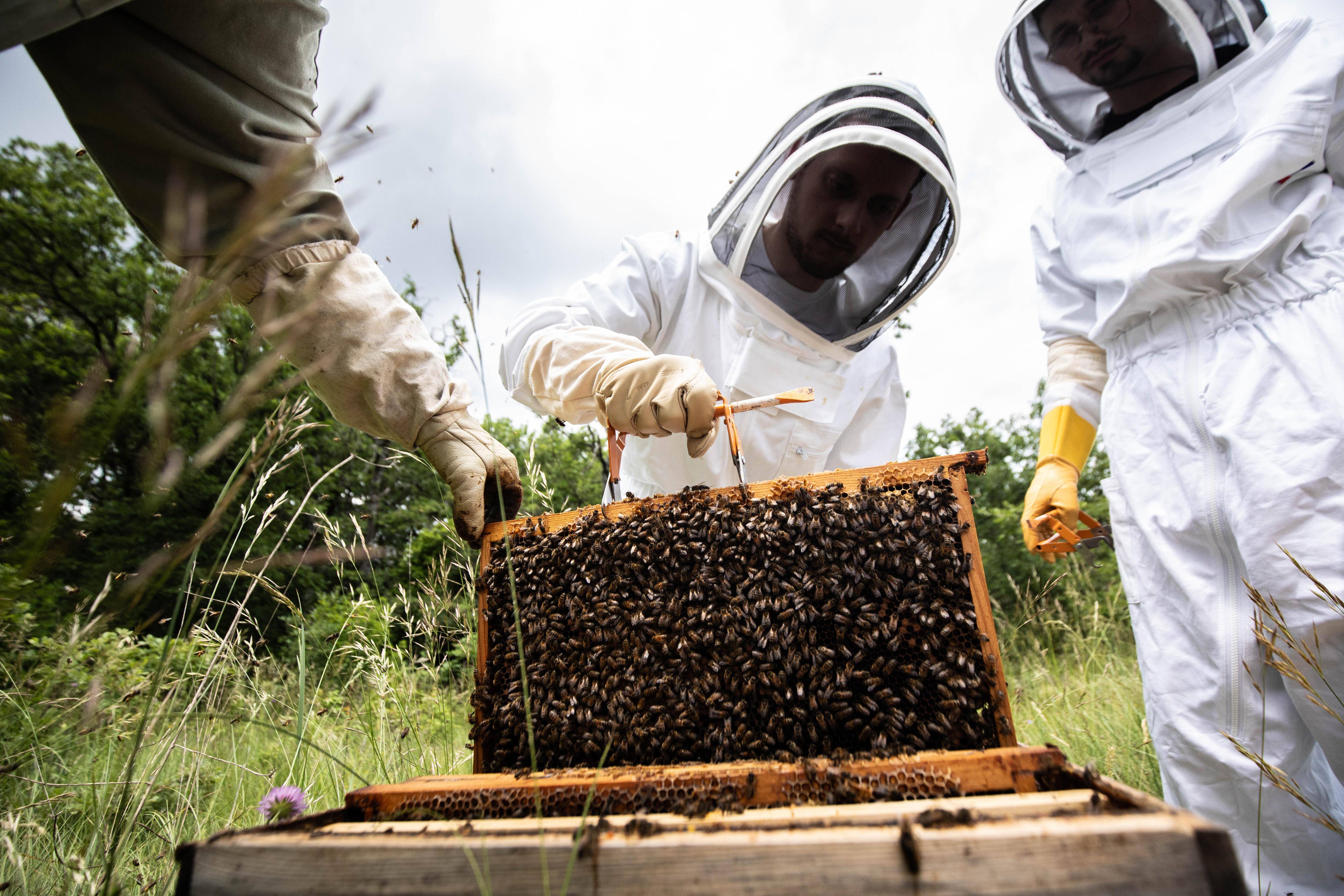 Traitements anti-acné, agriculture... A Mazaugues, cet observatoire spécialiste des abeilles fête ses 10 ans avec des travaux scientifiques prometteurs