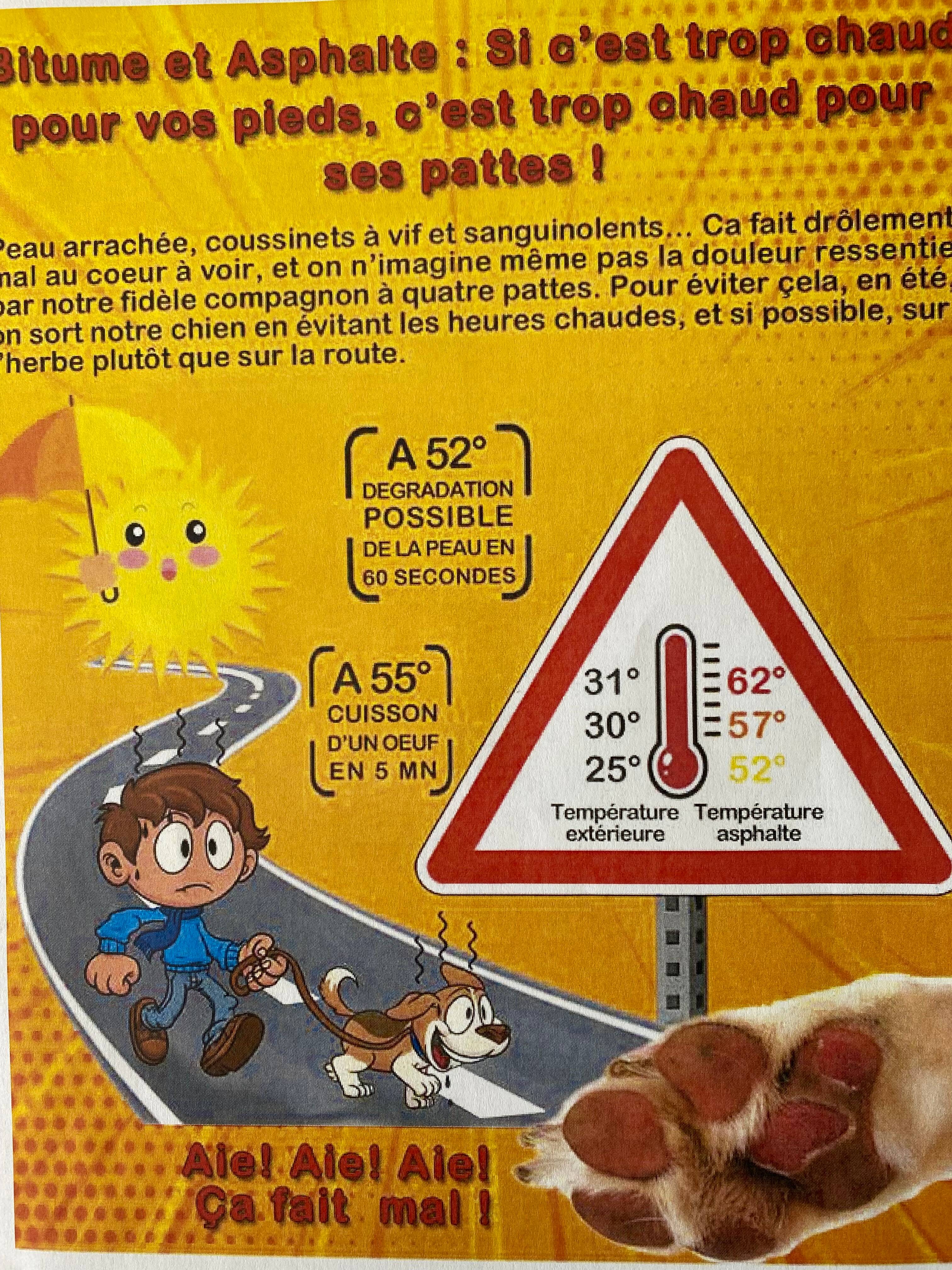Attention aux pattes de votre chien: une association alerte sur la chaleur des sols pendant l'été
