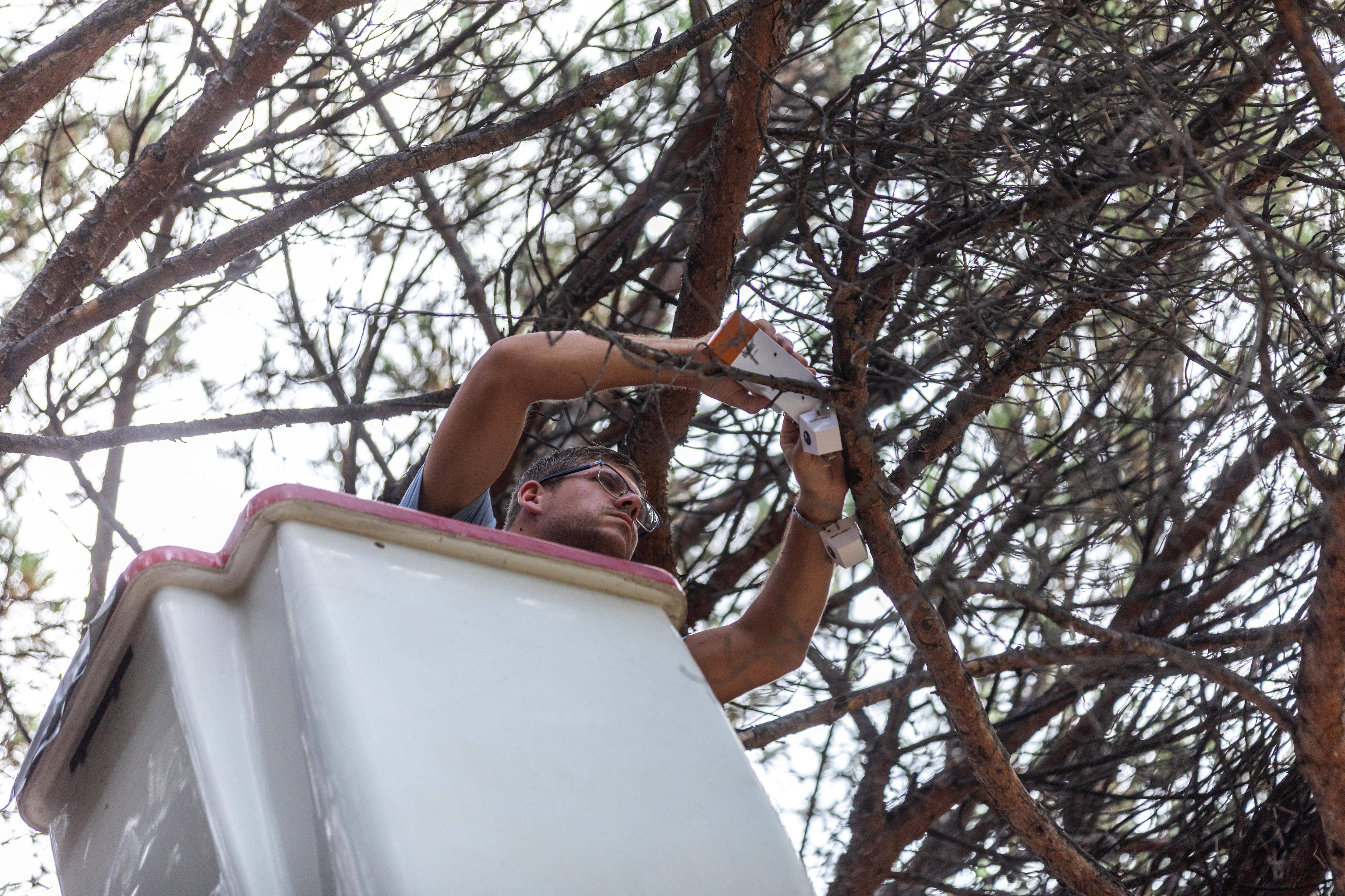 A Sainte-Maxime, 4.000 coccinelles lâchées à l’assaut d'un prédateur redoutable sur le littoral varois
