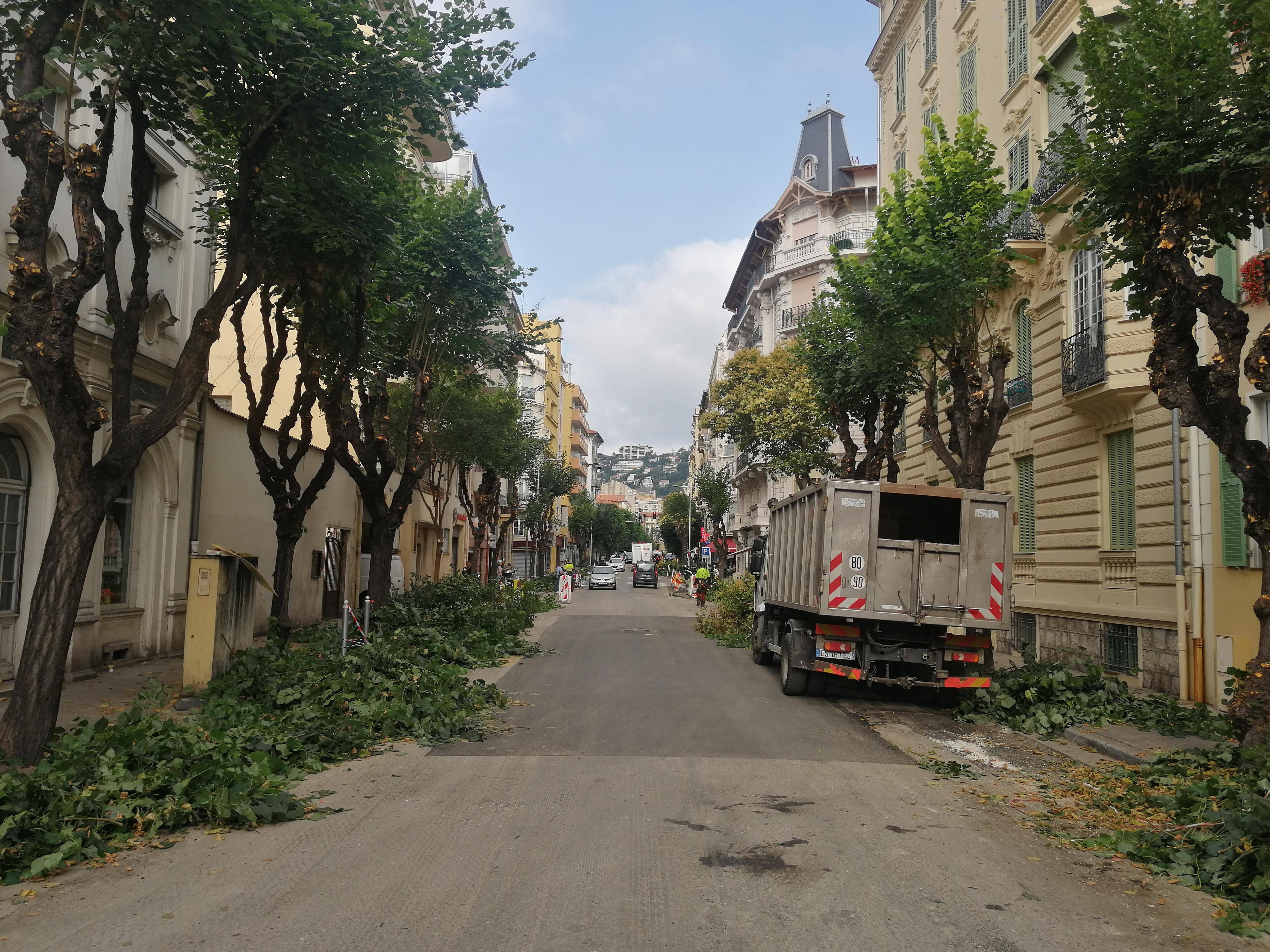 "J'ai vu un nid d'oiseau tombé": la taille des arbres en plein mois de juin étonne à Nice