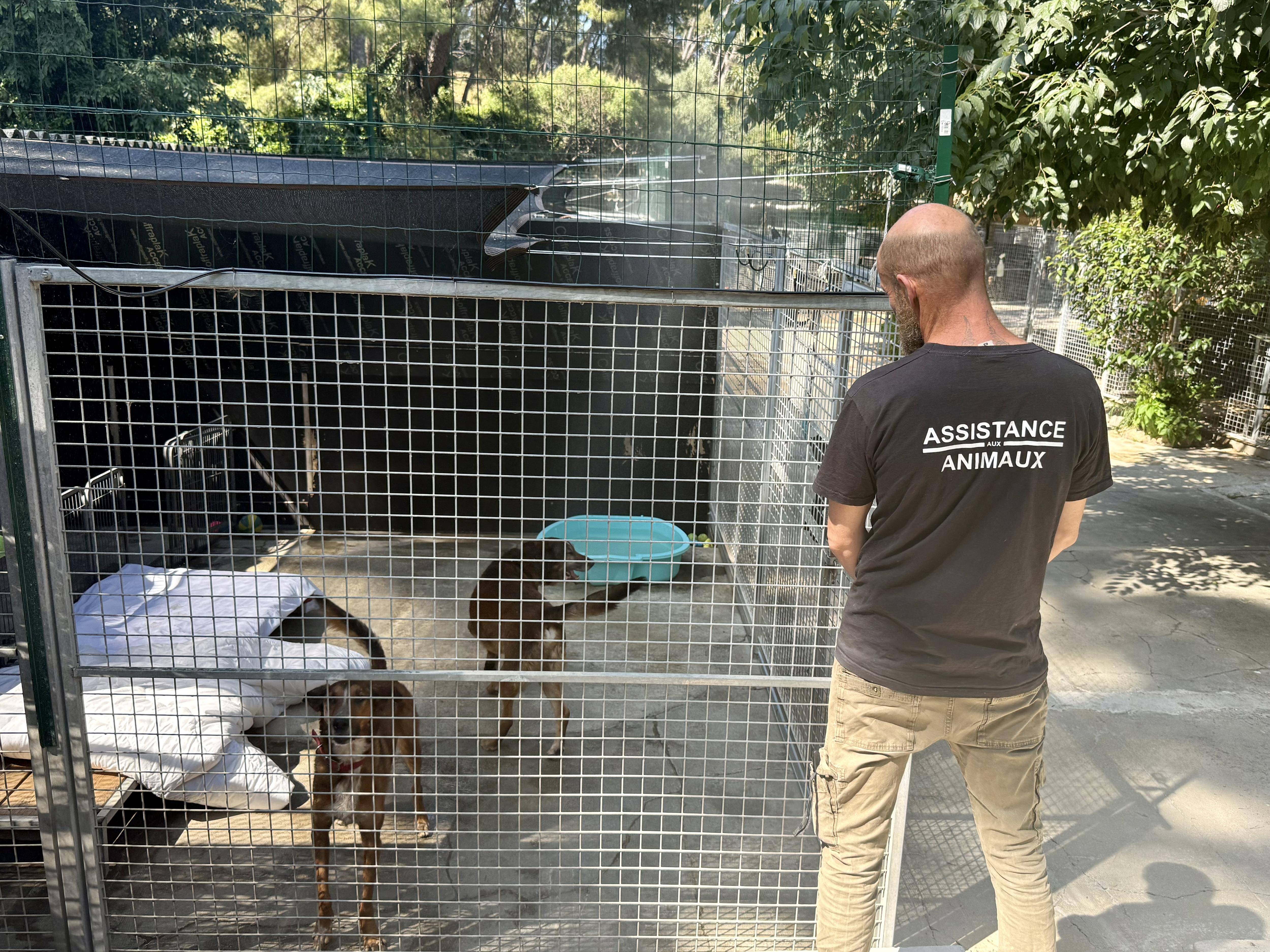 Voici les bons gestes à adopter pour préserver la santé de votre chien lors des fortes chaleurs