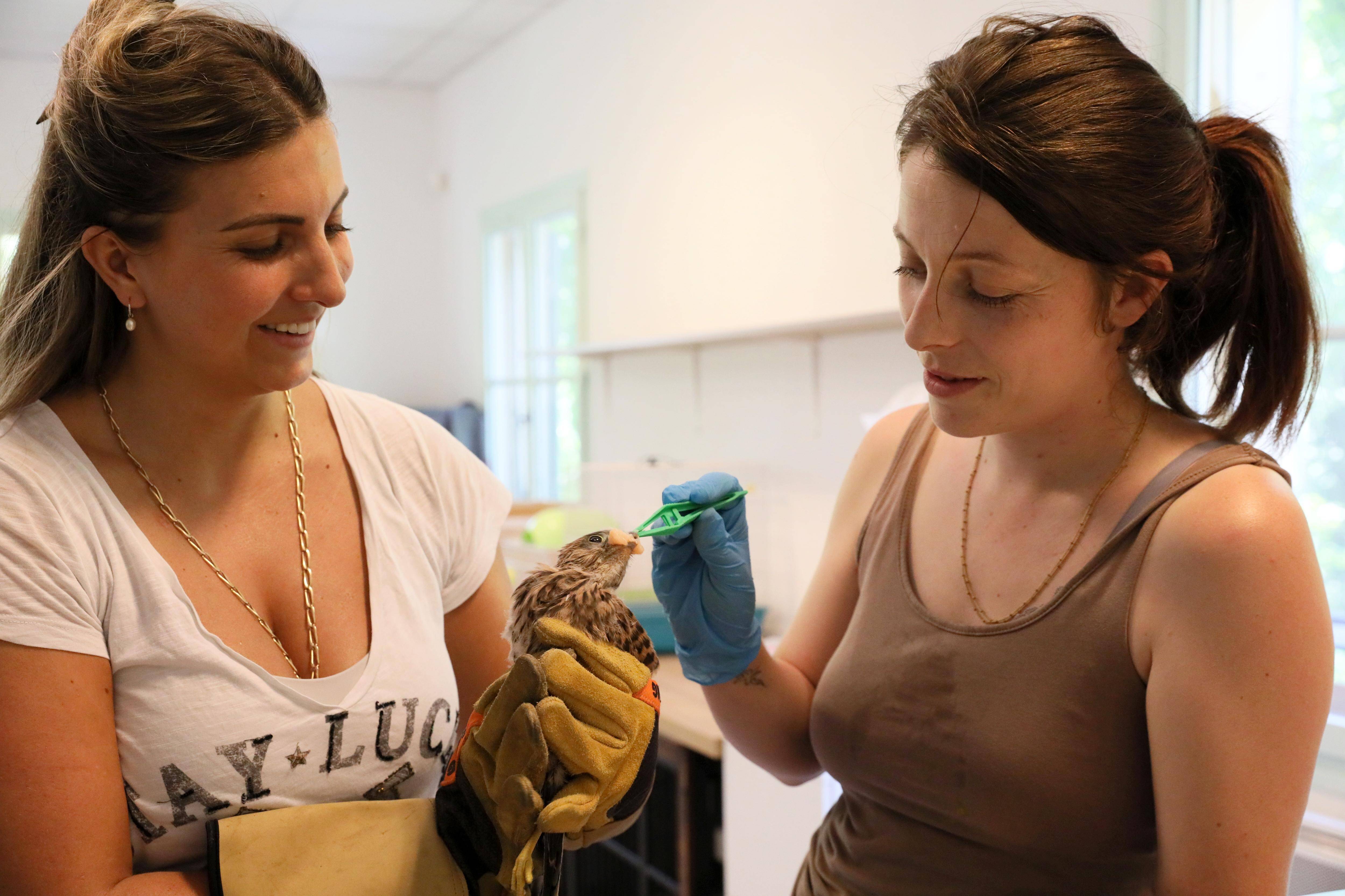 Le centre de soin de la faune sauvage des Alpes-Maritimes rouvre avec une nouvelle équipe
