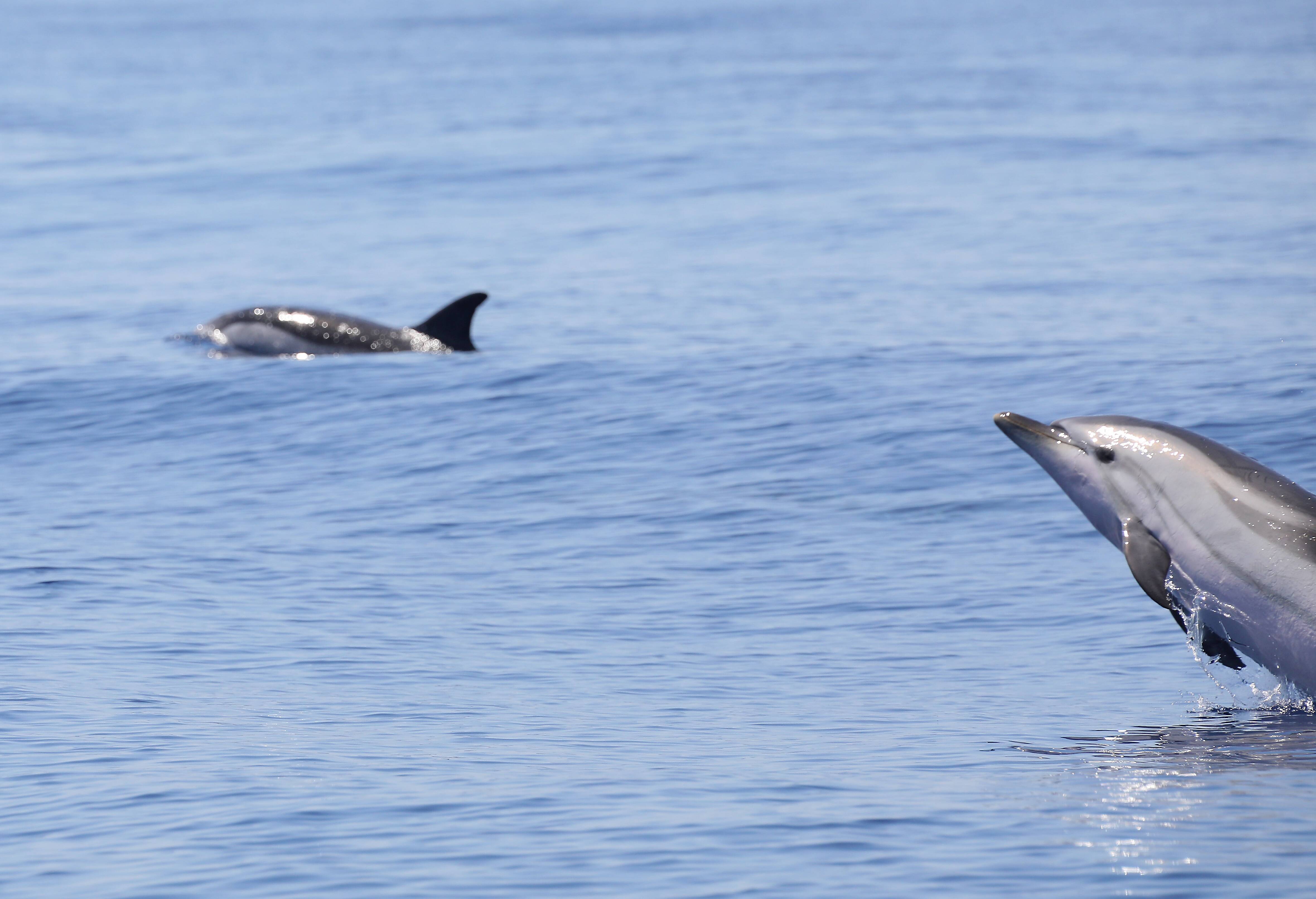 "C'est fou de voir autant d'animaux en à peine une heure" : tortues, dauphins, cachalots... Ils veillent sur les géants marins au large d'Antibes