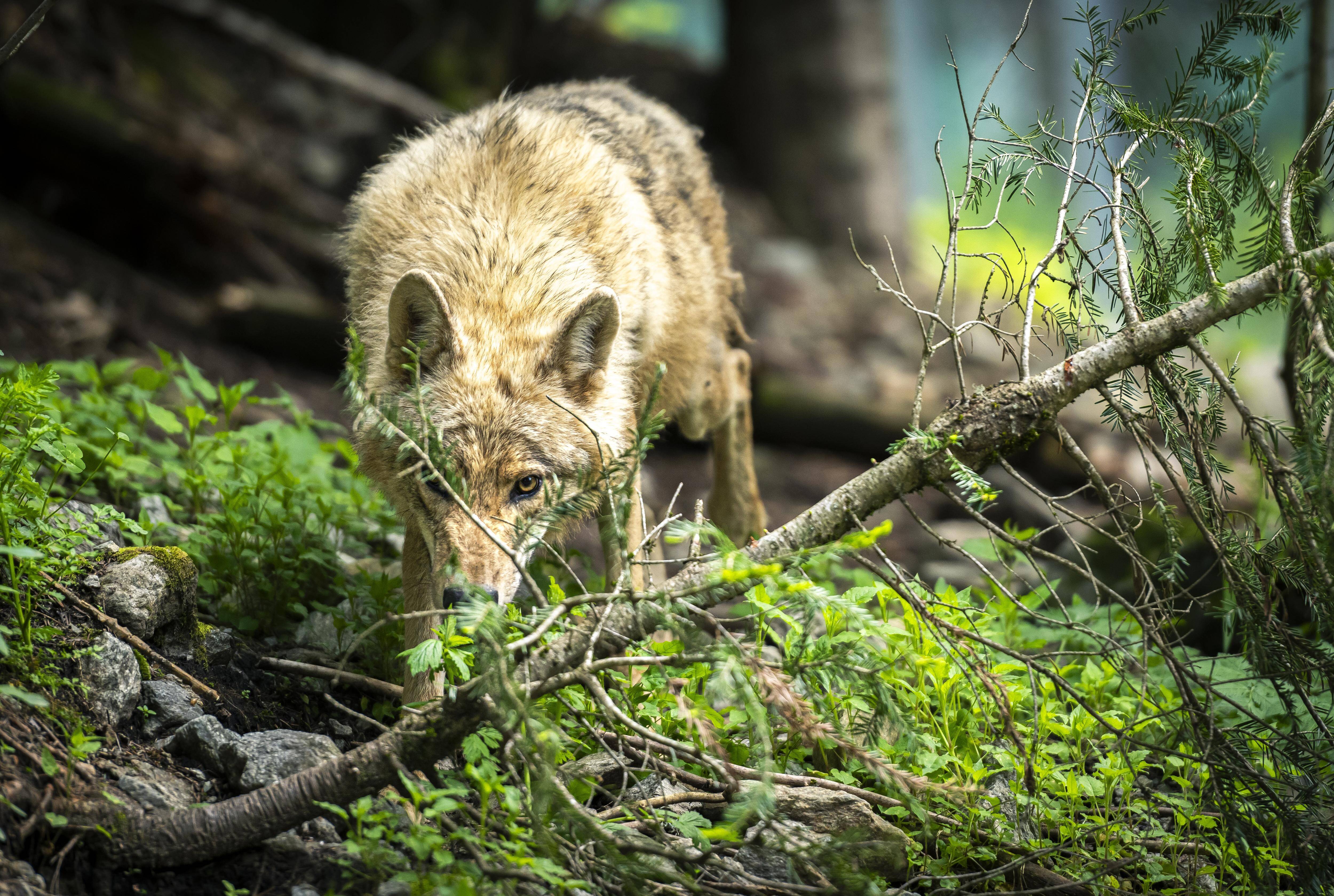 Sensations fortes et rafraîchissement: nos suggestions d'activités dans l'arrière-pays de Nice pour l'été 2025