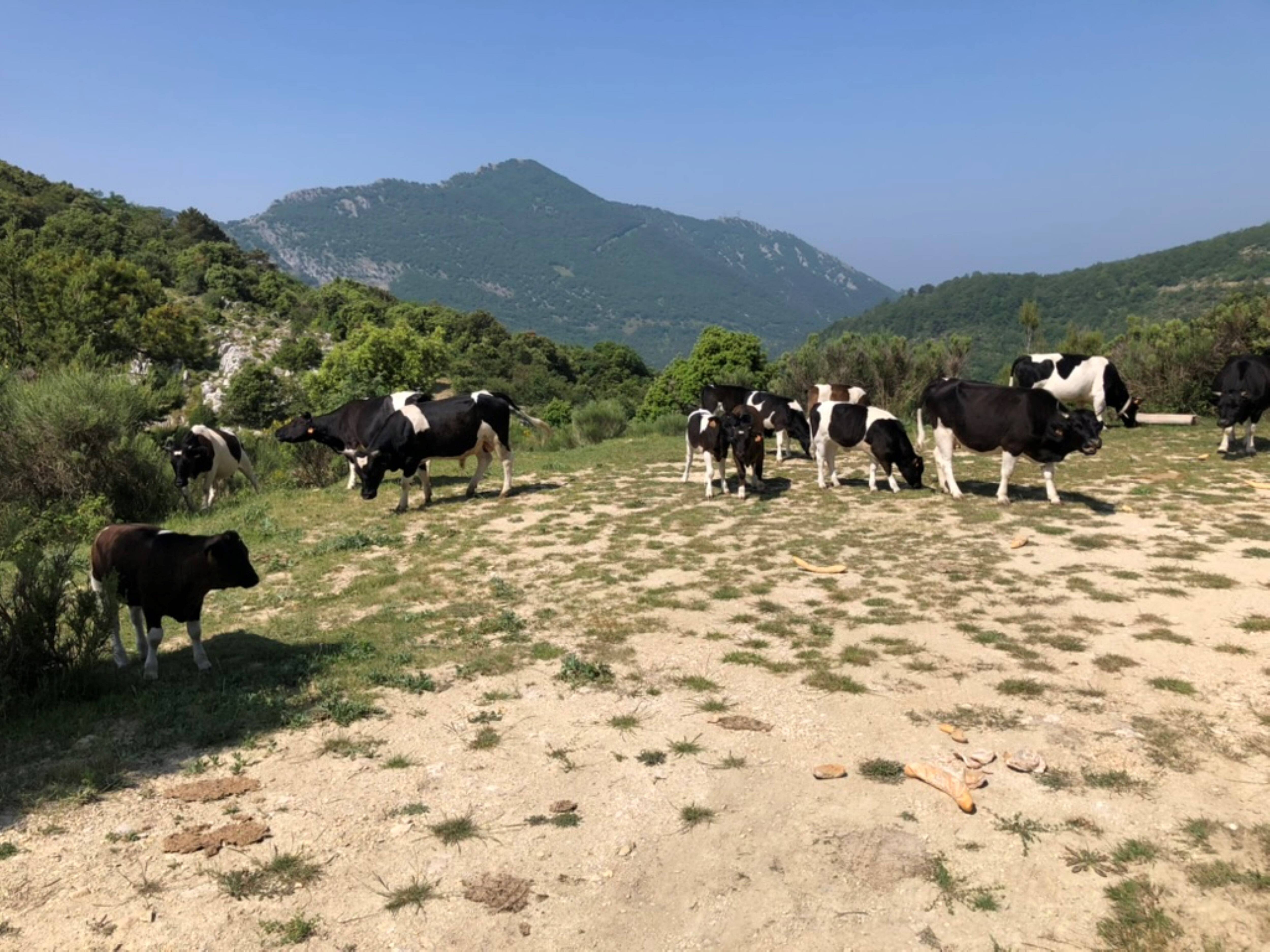 "C'est un choc pour moi": après l'attaque de loup sur son troupeau, cet éleveur des Alpes-Maritimes a vendu toutes ces vaches