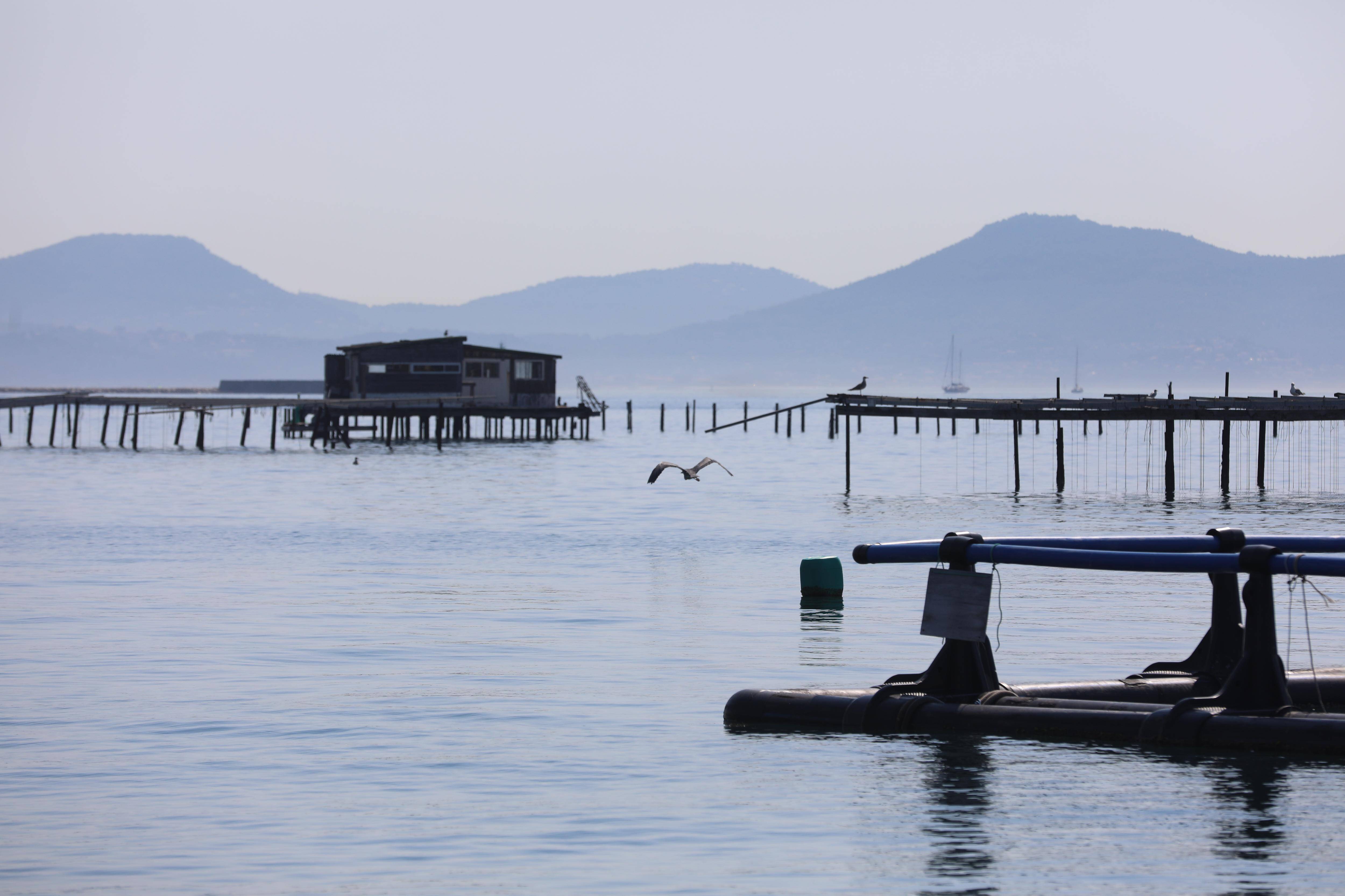 Coquillages, poissons: comment les aquaculteurs font face à la montée de la température de l'eau dans la rade de Toulon