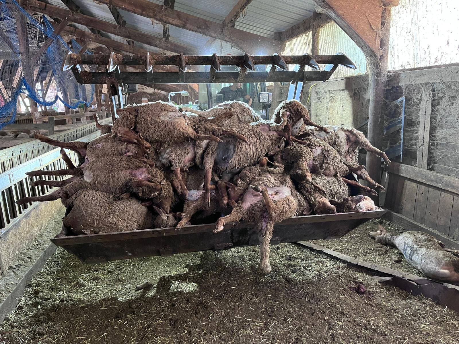 "La sidération est totale", un éleveur du Var subit deux attaques de loups dans sa bergerie en une semaine: 105 bêtes tuées