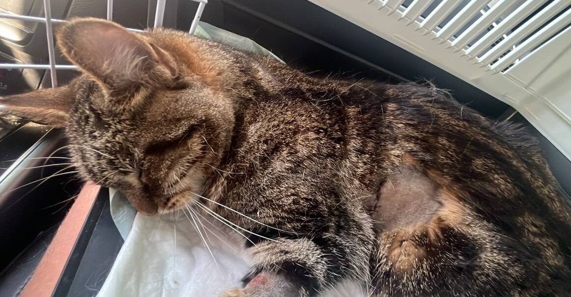 "Je suis consternée": un chat pris pour cible par un tireur à La Roquette-sur-Var