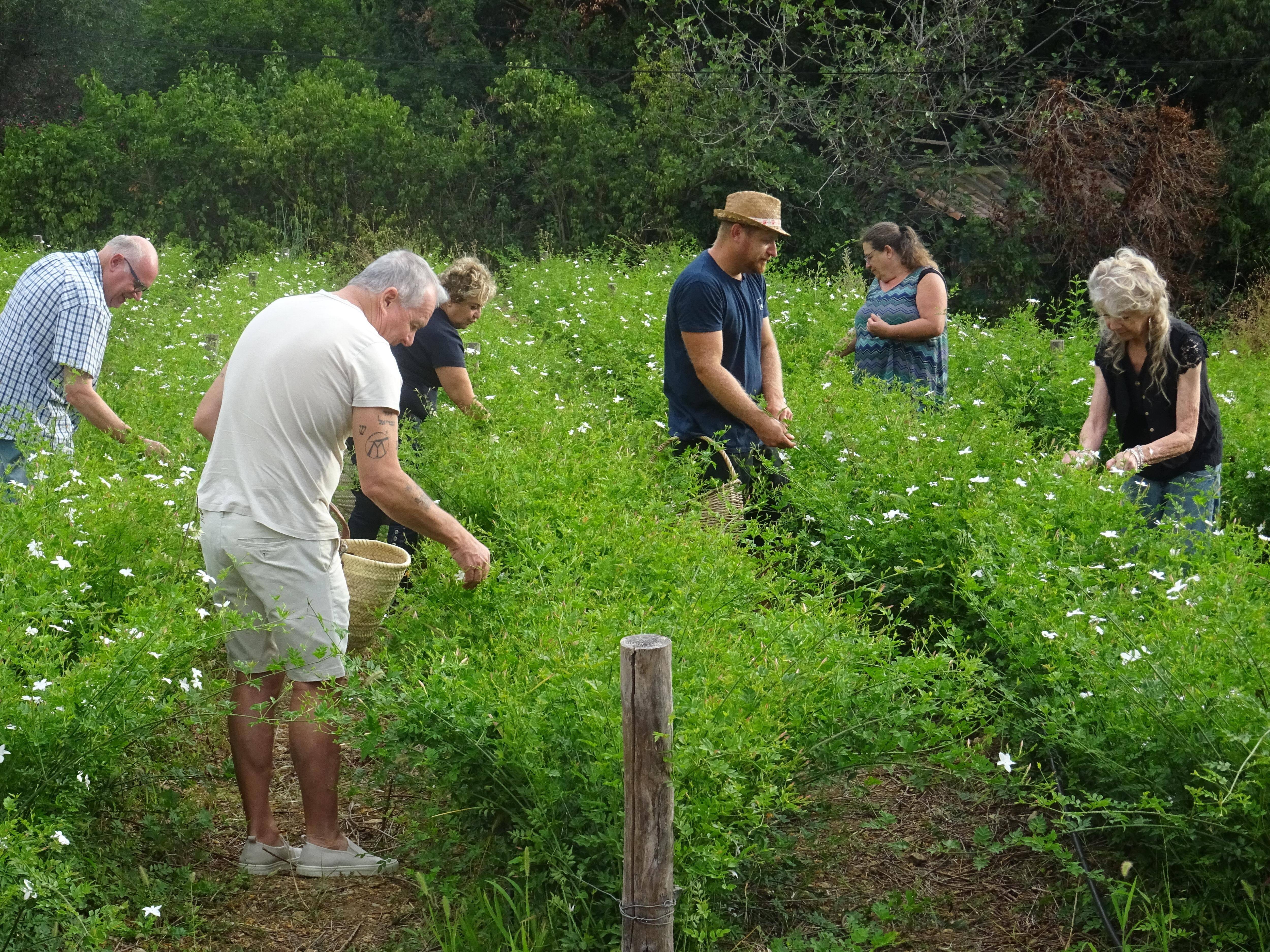 "Il y a un vrai attachement au jasmin": cette exploitation familiale de Grasse vous accueille pour la cueillette de la fleur d'exception