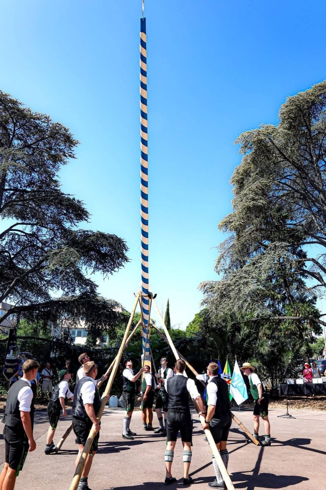 Voici pourquoi un arbre de mai a été dressé à Mandelieu... fin juin