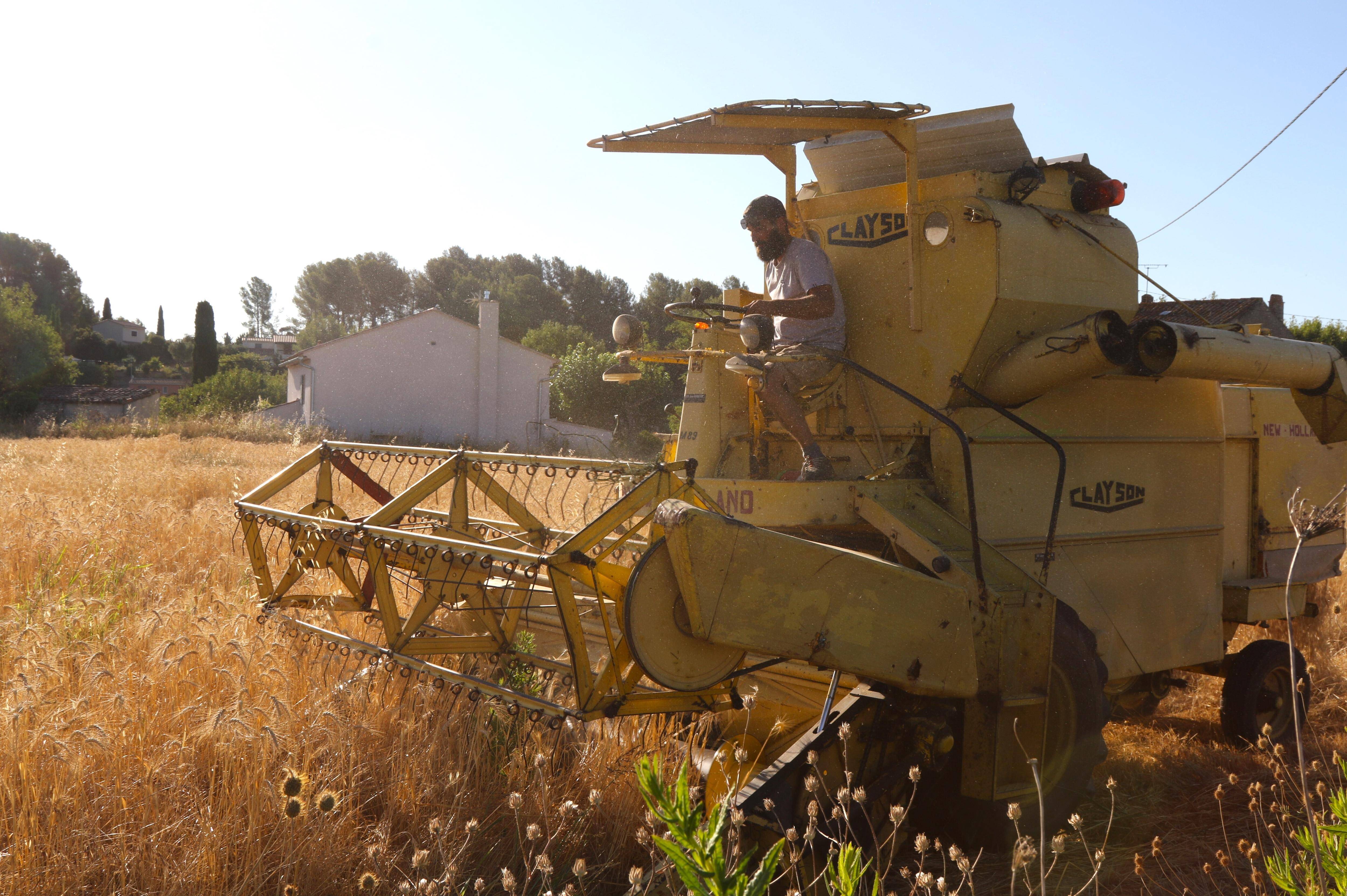Le paysan-boulanger de La Cadière a moissonné son blé
