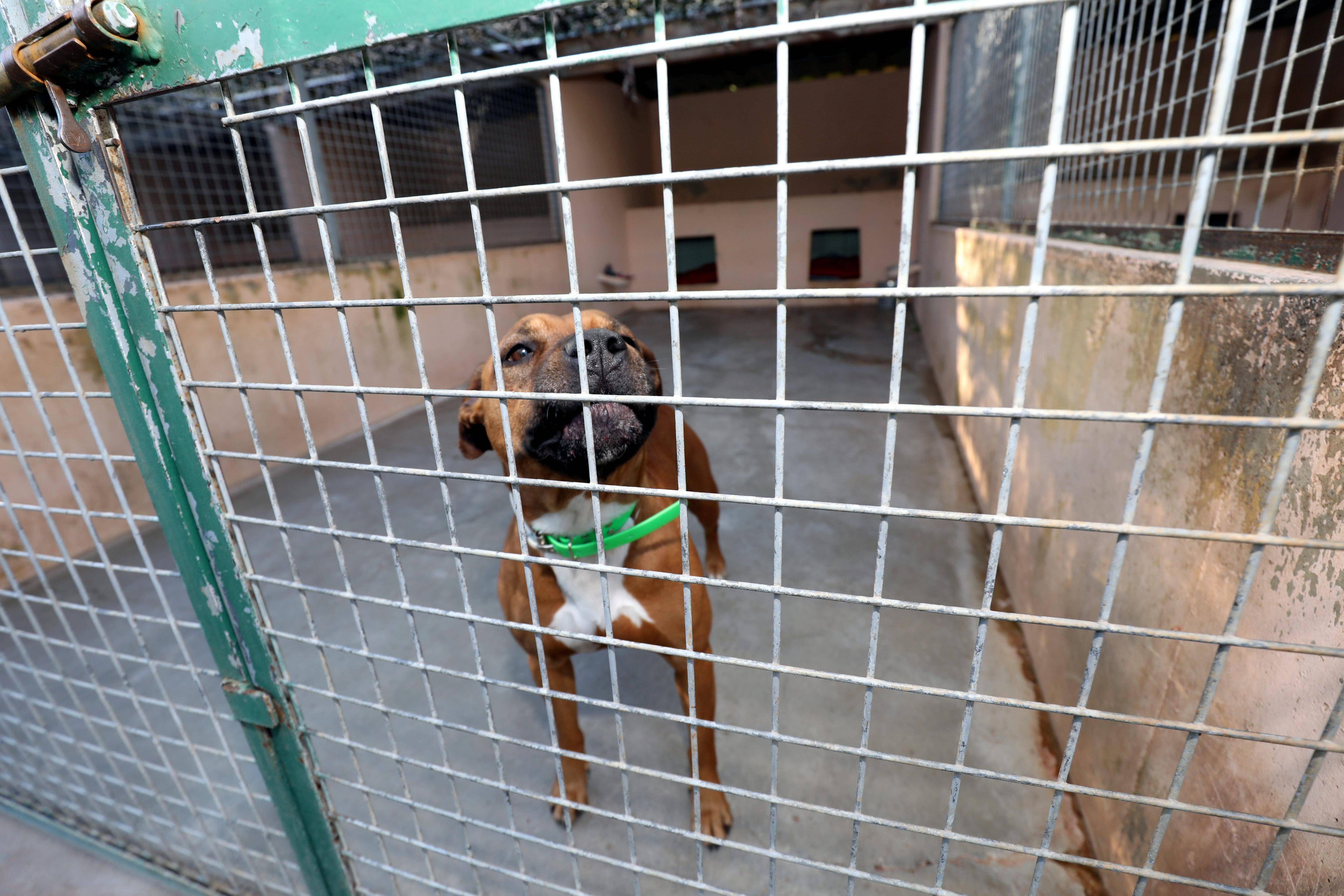 "Nos étagères de pâtées et croquettes se vident": ce refuge pour animaux de la Côte d'Azur pousse un cri d'alerte en pleine saison estivale