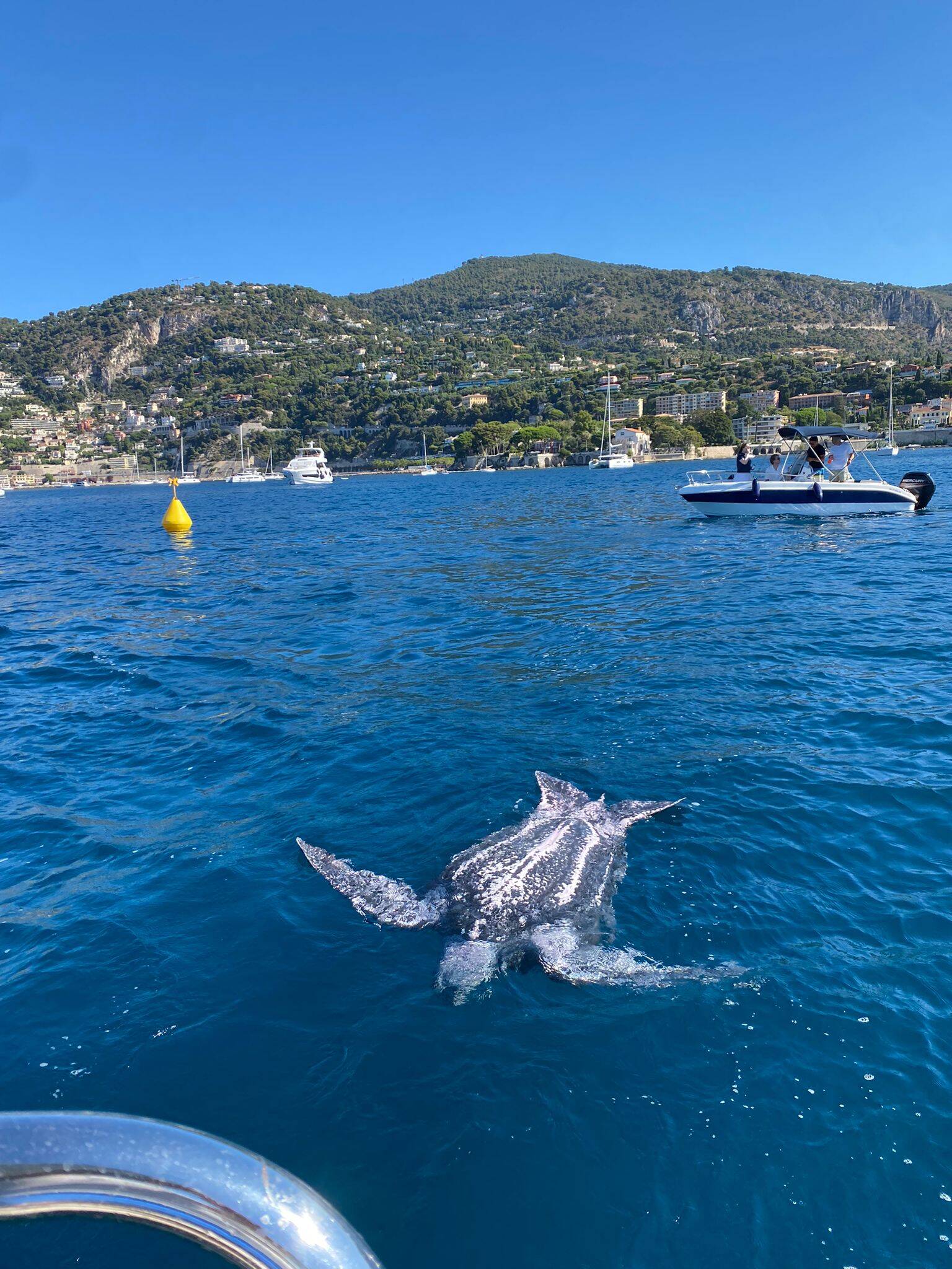Une tortue luth retrouvée morte flottant dans la rade de Villefranche