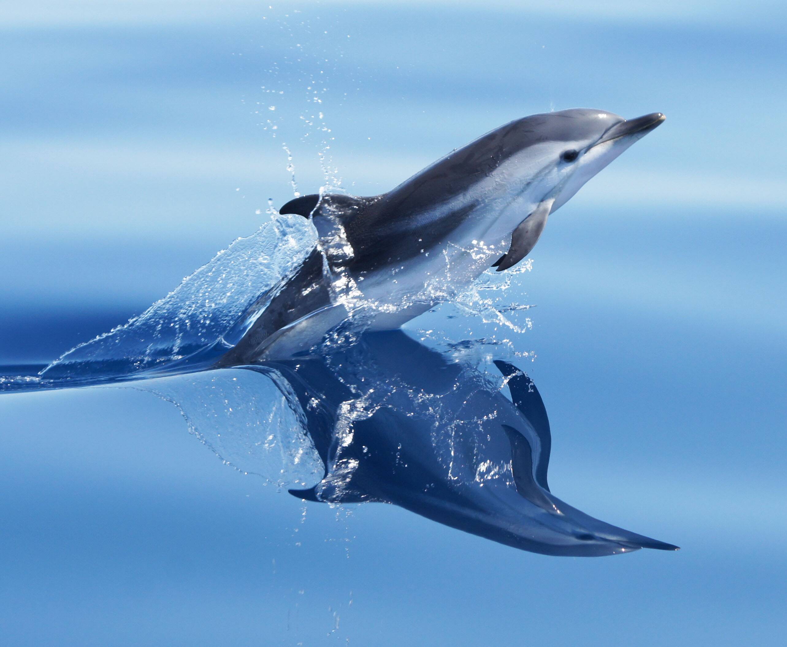 Tortues, raies, dauphins, baleines, requins... les animaux marins sont-ils vraiment plus présents cet été près de nos côtes méditerranéennes?