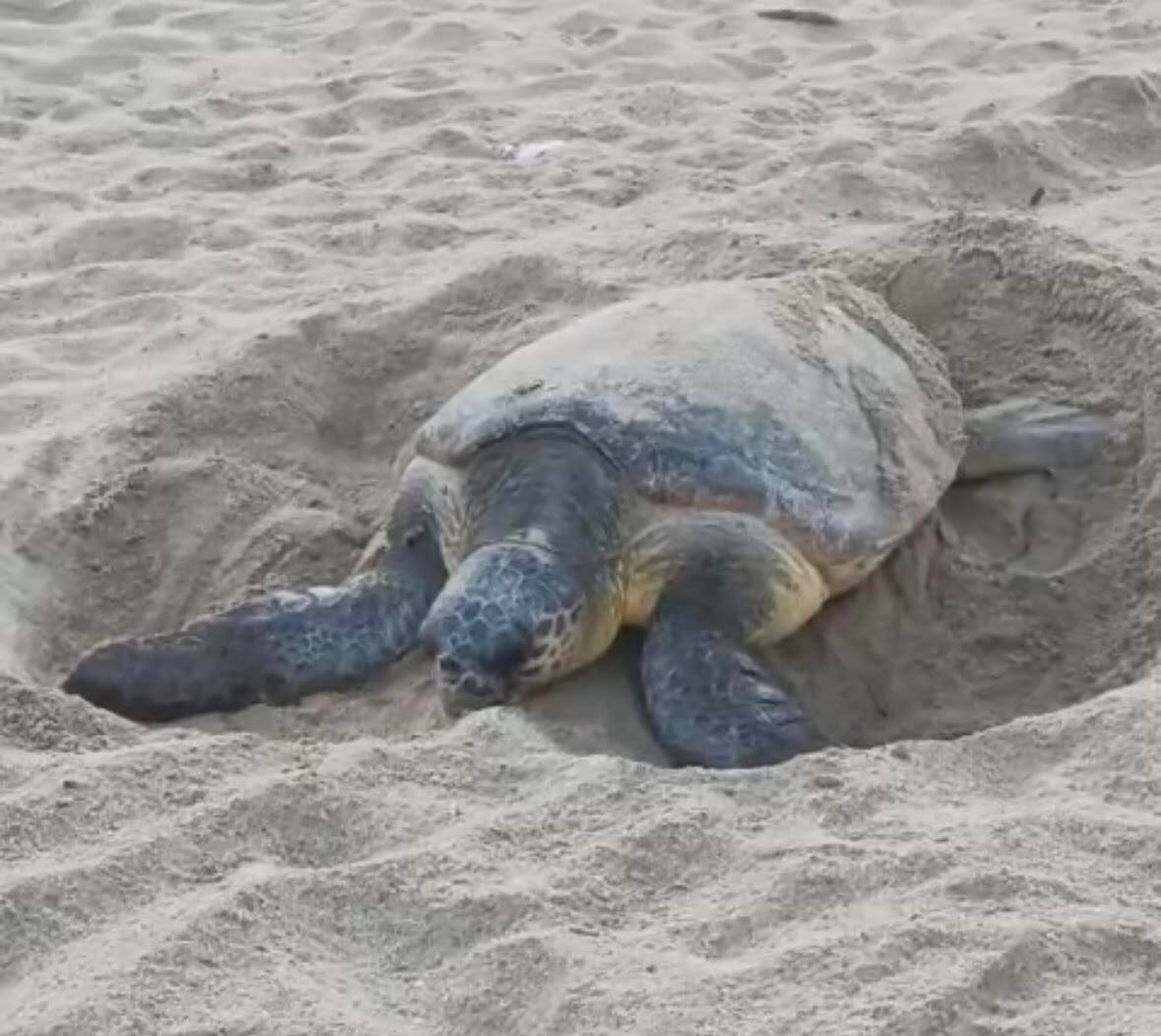 Une tortue caouanne repérée en pleine ponte sur une plage varoise, un festival de musique contraint à déménager pour protéger les oeufs