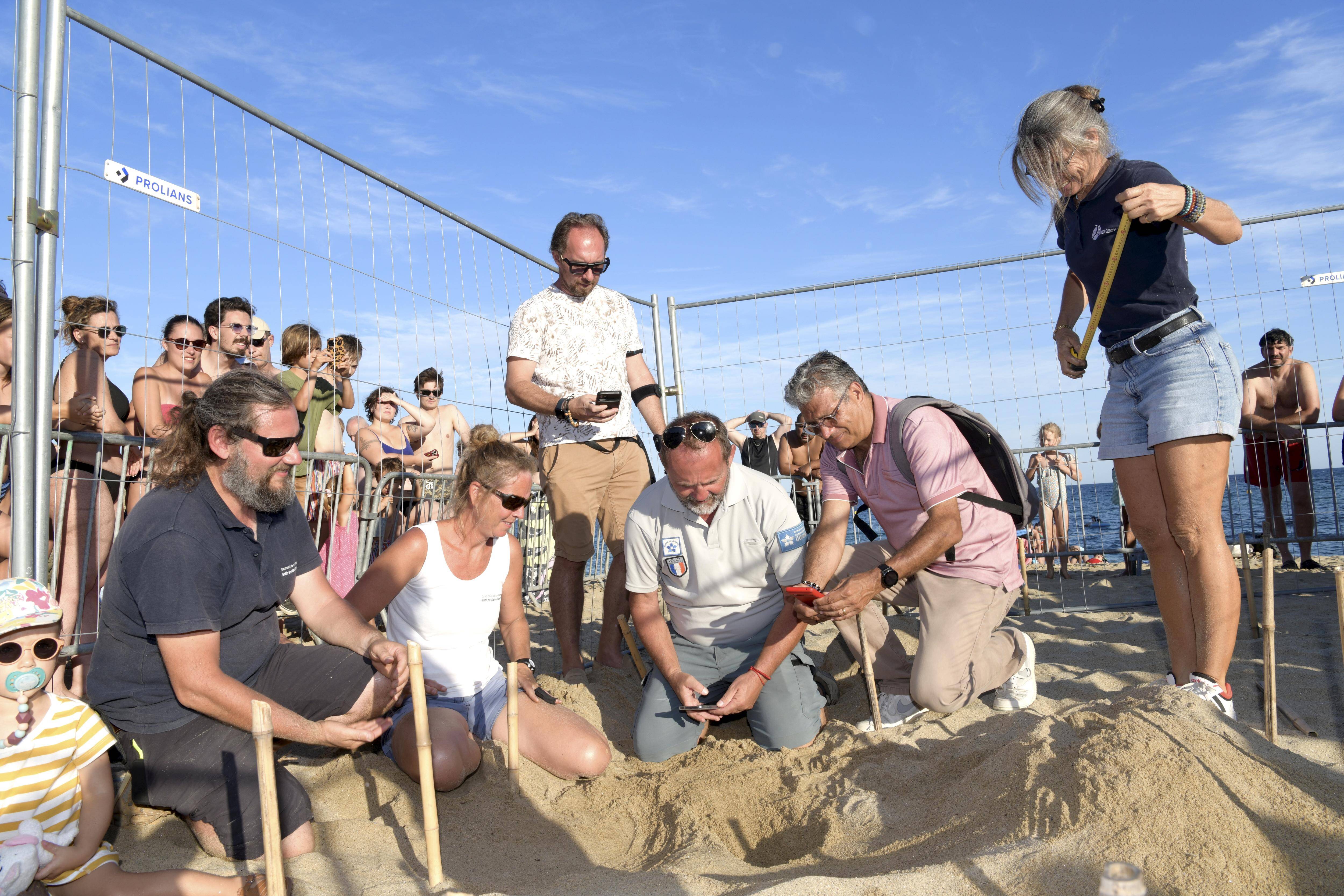 Une nouvelle tortue vient pondre sur la plage de Cavalaire... devant une foule d'admirateurs