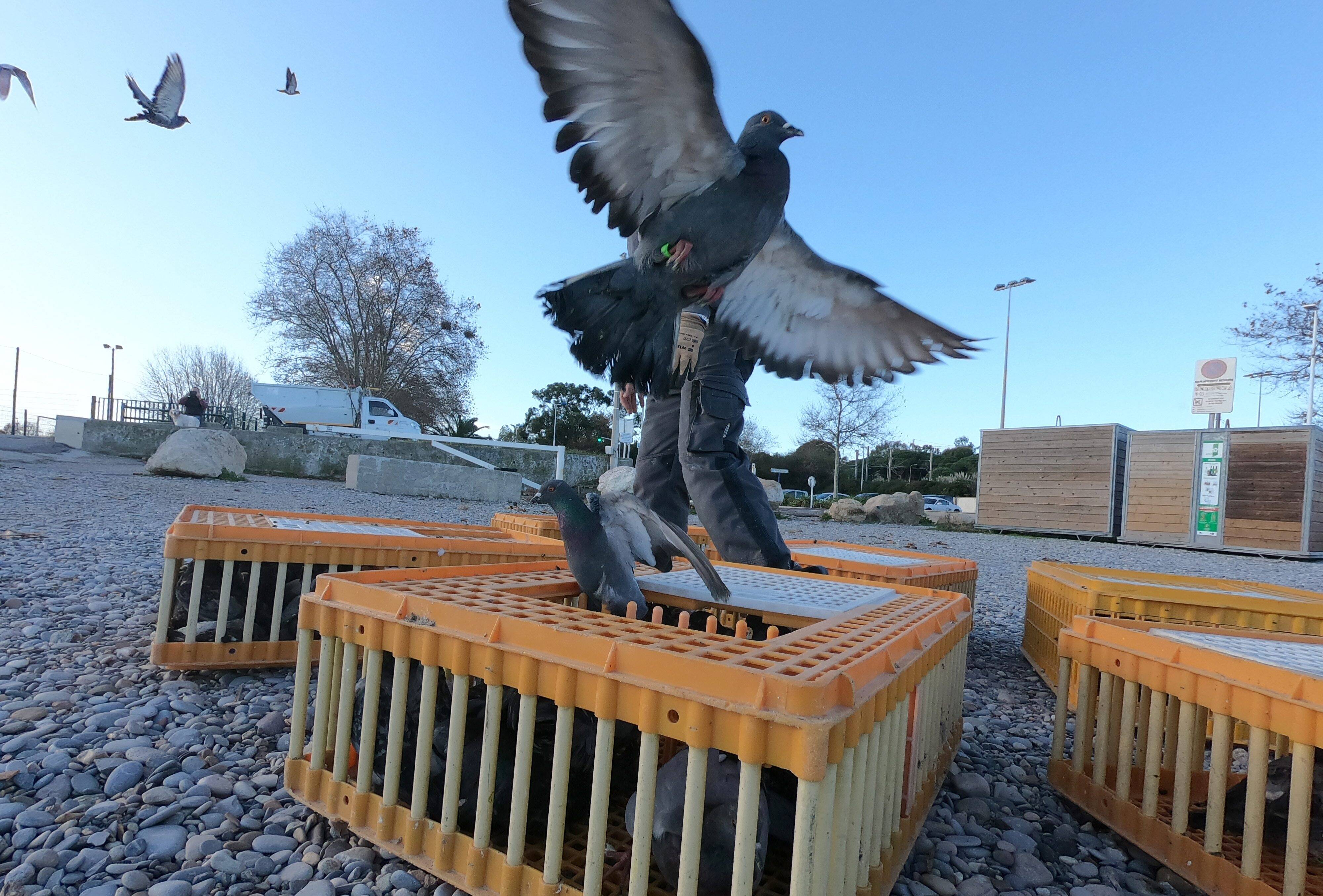 À Antibes, le plan pour la contraception des pigeons "est lancé pour de bon"