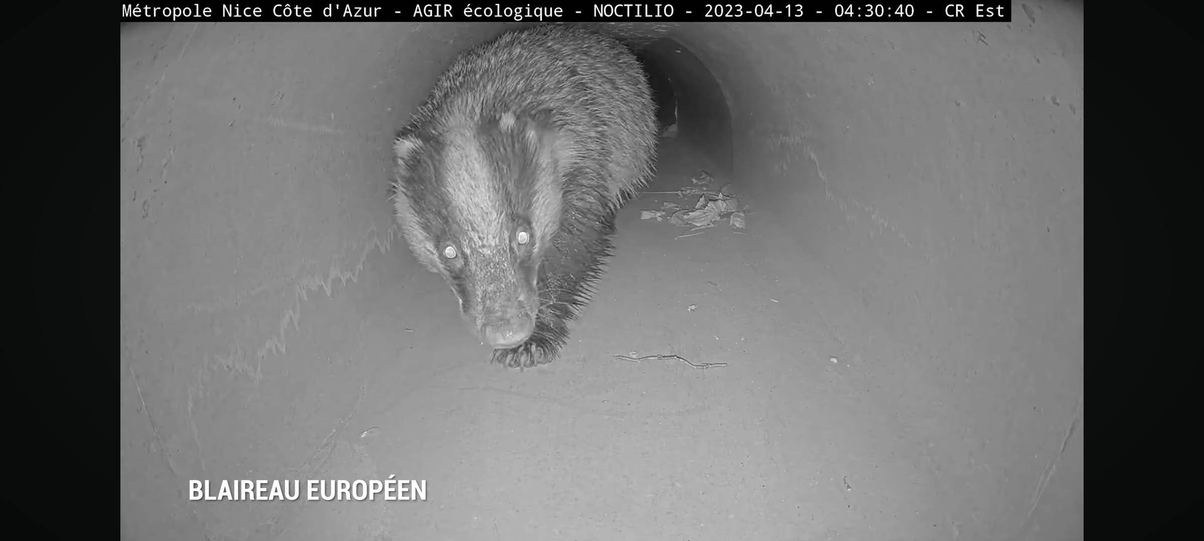Ces tunnels sont une réussite: creusés pour les crapauds à Isola, ils permettent à plein d'animaux sauvages de traverser la route en toute sécurité