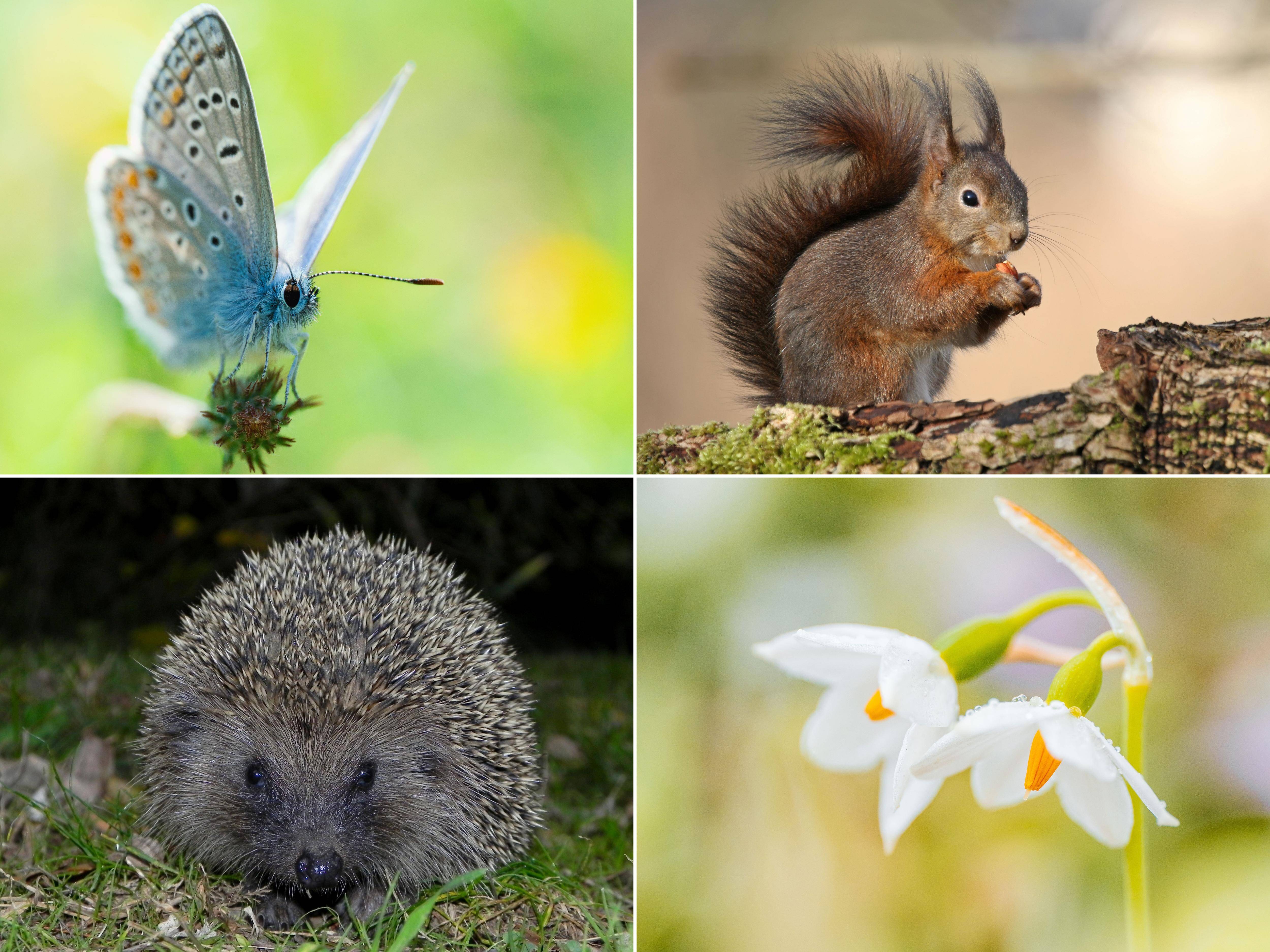 À Nice, participez au recensement de la biodiversité en ville pour aider à sa protection