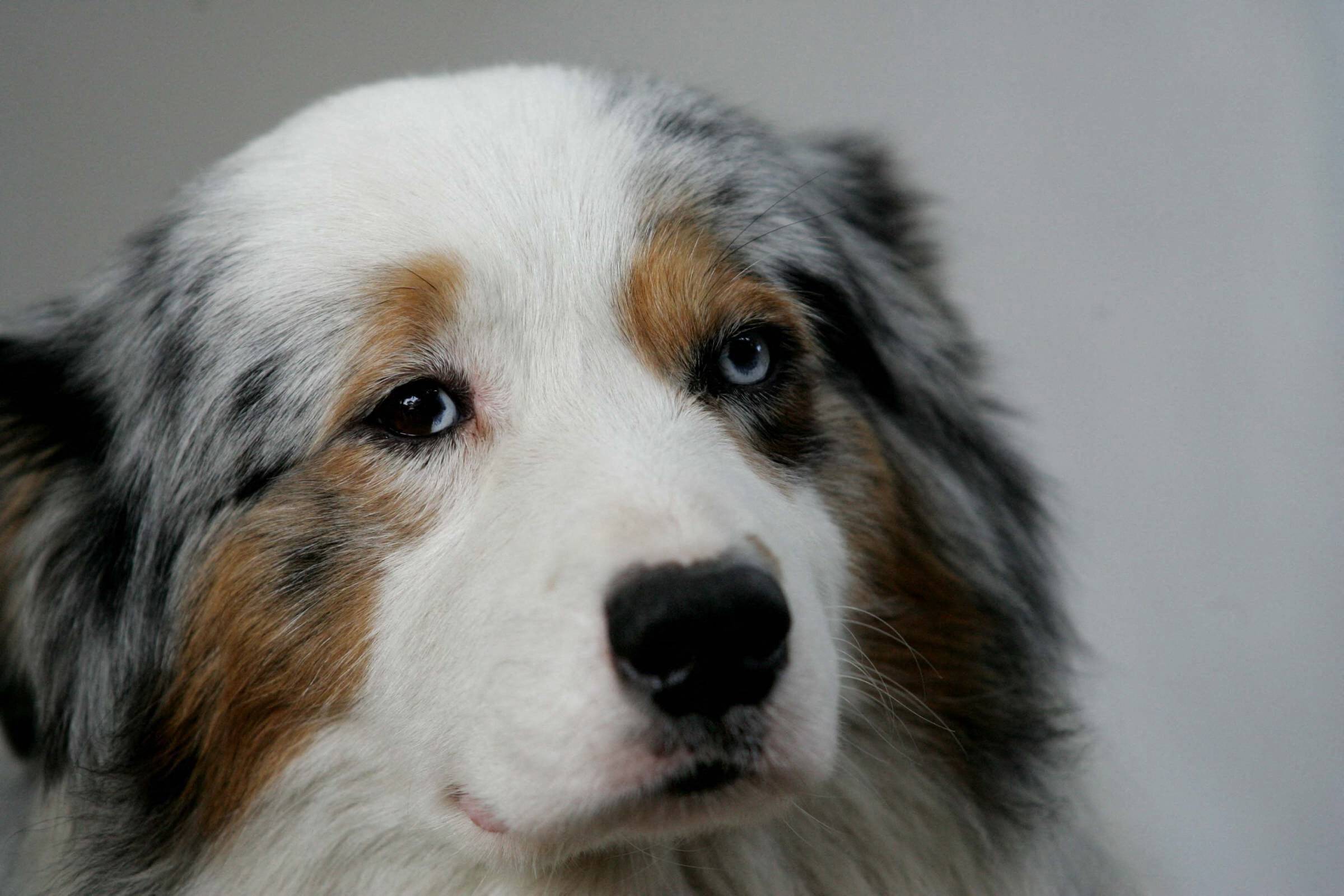 Refoulé d'un restaurant à Hyères à cause de leur chien-guide, un couple de malentendants porte plainte