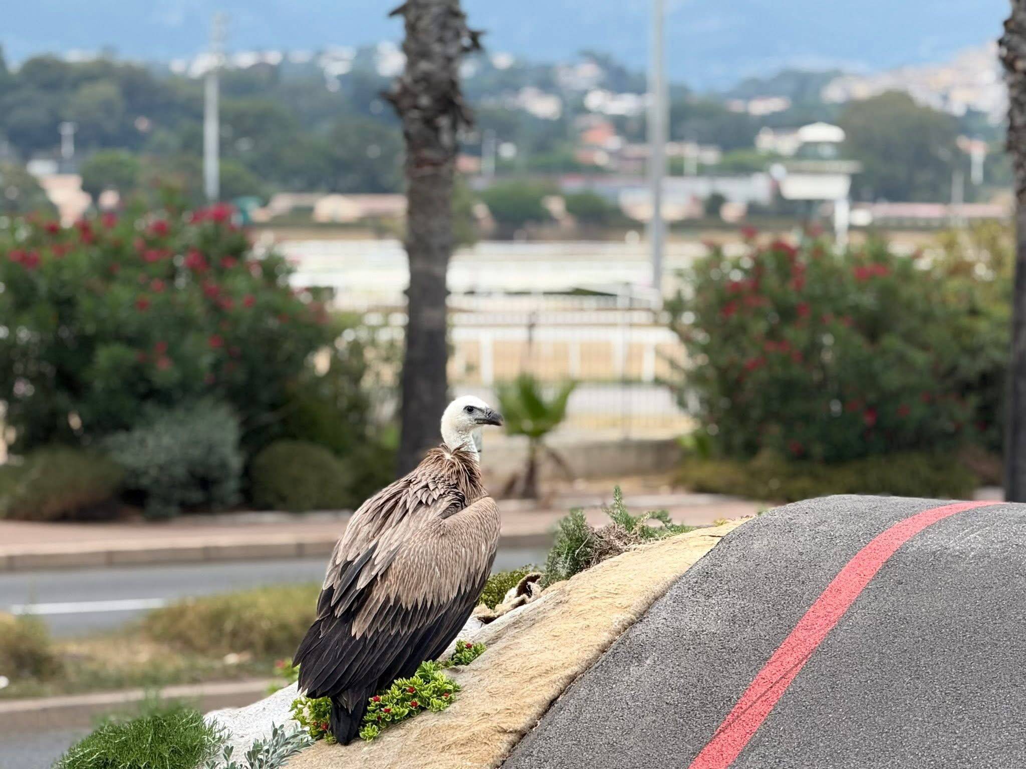 Un vautour s'égare, finit sa course sur le pumptrack puis se réfugie en haut d'un palmier à Cagnes-sur-Mer