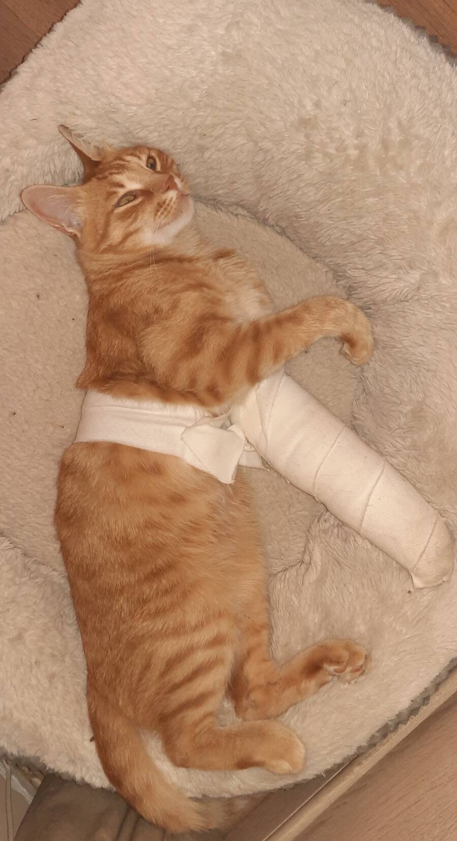 "Un impact de balle de 22 long rifle": blessé par arme à feu dans un village au nord de Nice, Mango le chat risque l'amputation