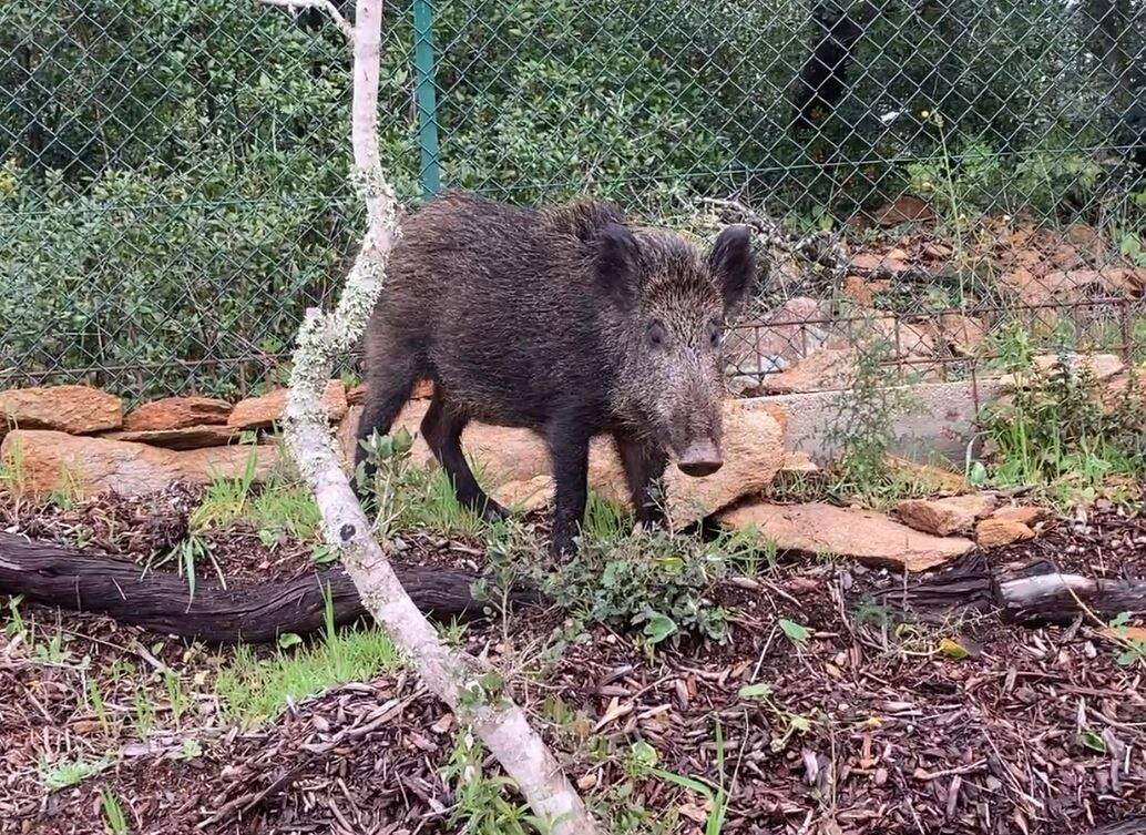 "Ils sont de moins en moins farouches": le domaine naturiste de l'Île du Levant veut lutter contre la prolifération des sangliers