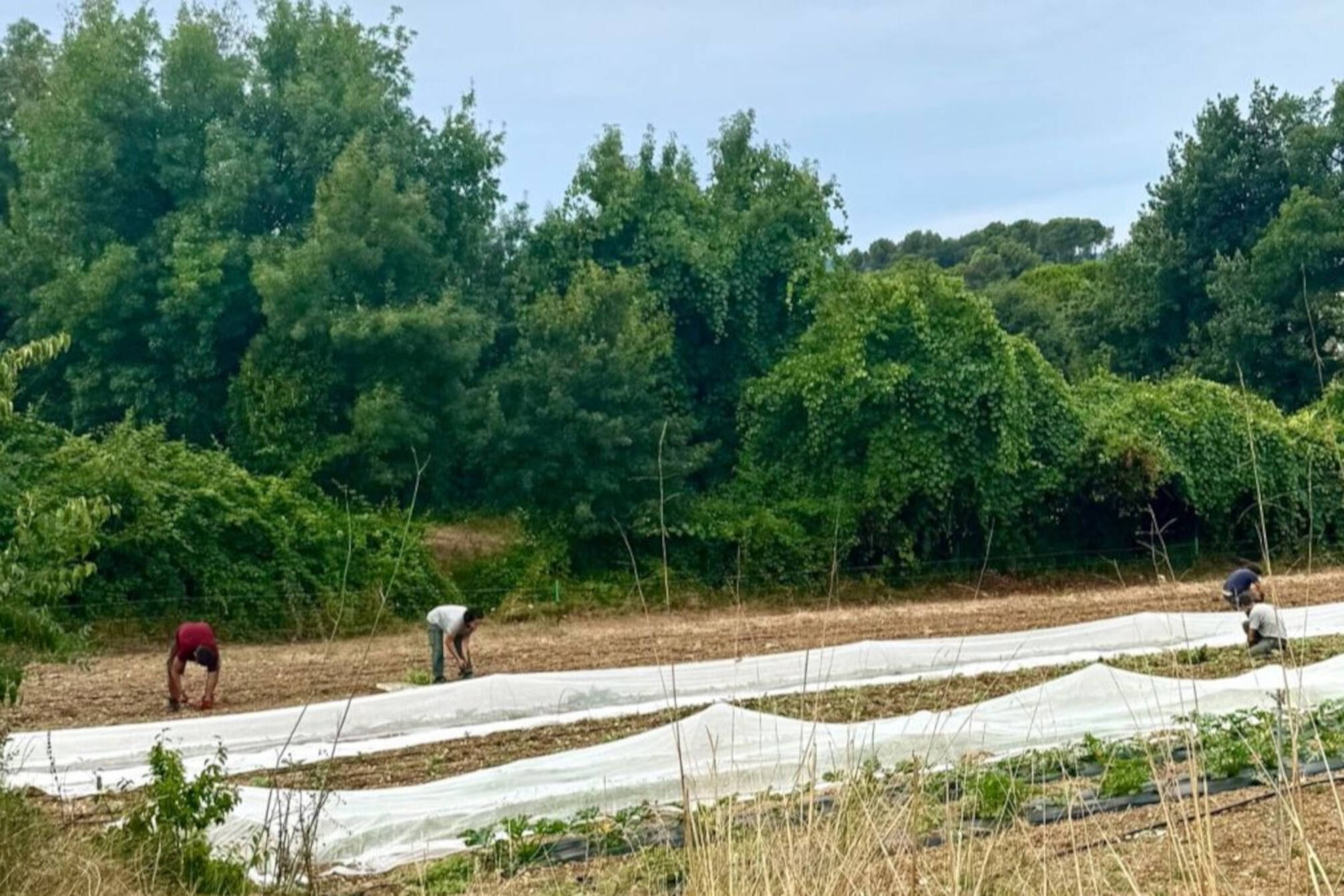 Comment la Ville de Mouans-Sartoux propose ses légumes bio aux plus précaires de la commune