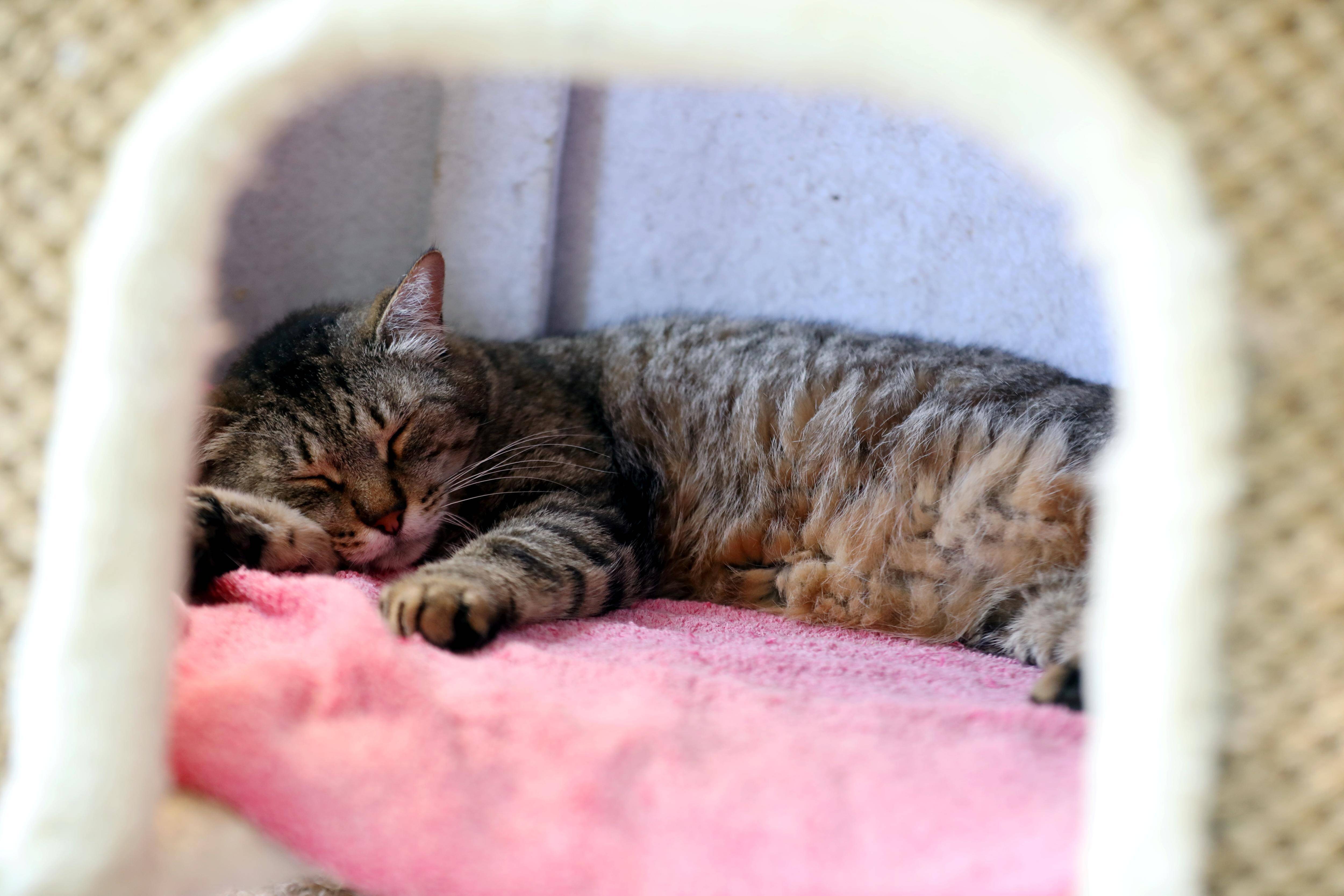 Un nouveau refuge pour chats s'installe à l'est des Alpes-Maritimes