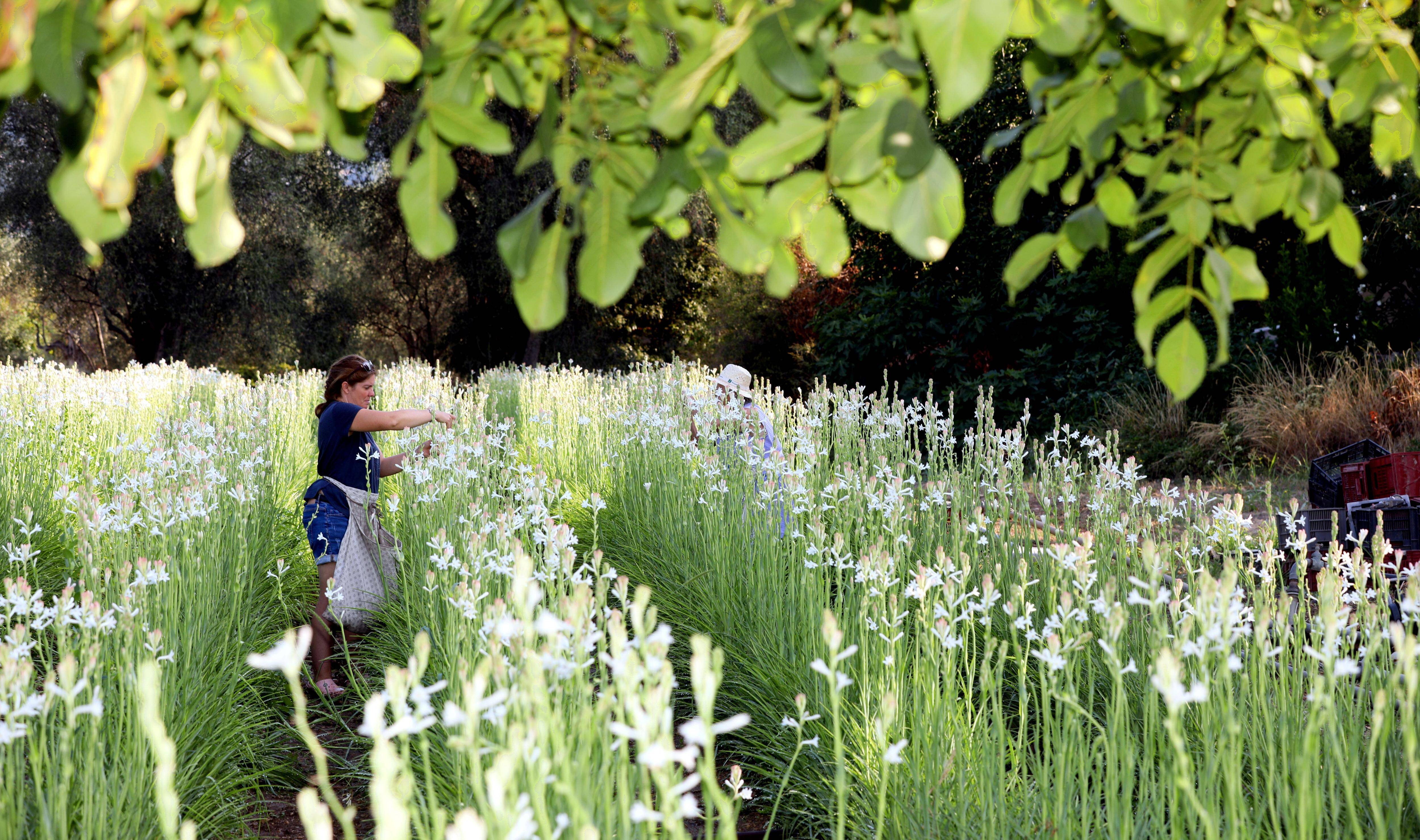 Tout ce qu'il faut savoir sur la Fête de la tubéreuse de Grasse, le dernier né des événements parfumés de la ville