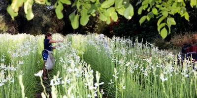 Tout ce qu'il faut savoir sur la Fête de la tubéreuse de Grasse, le dernier né des événements parfumés de la ville