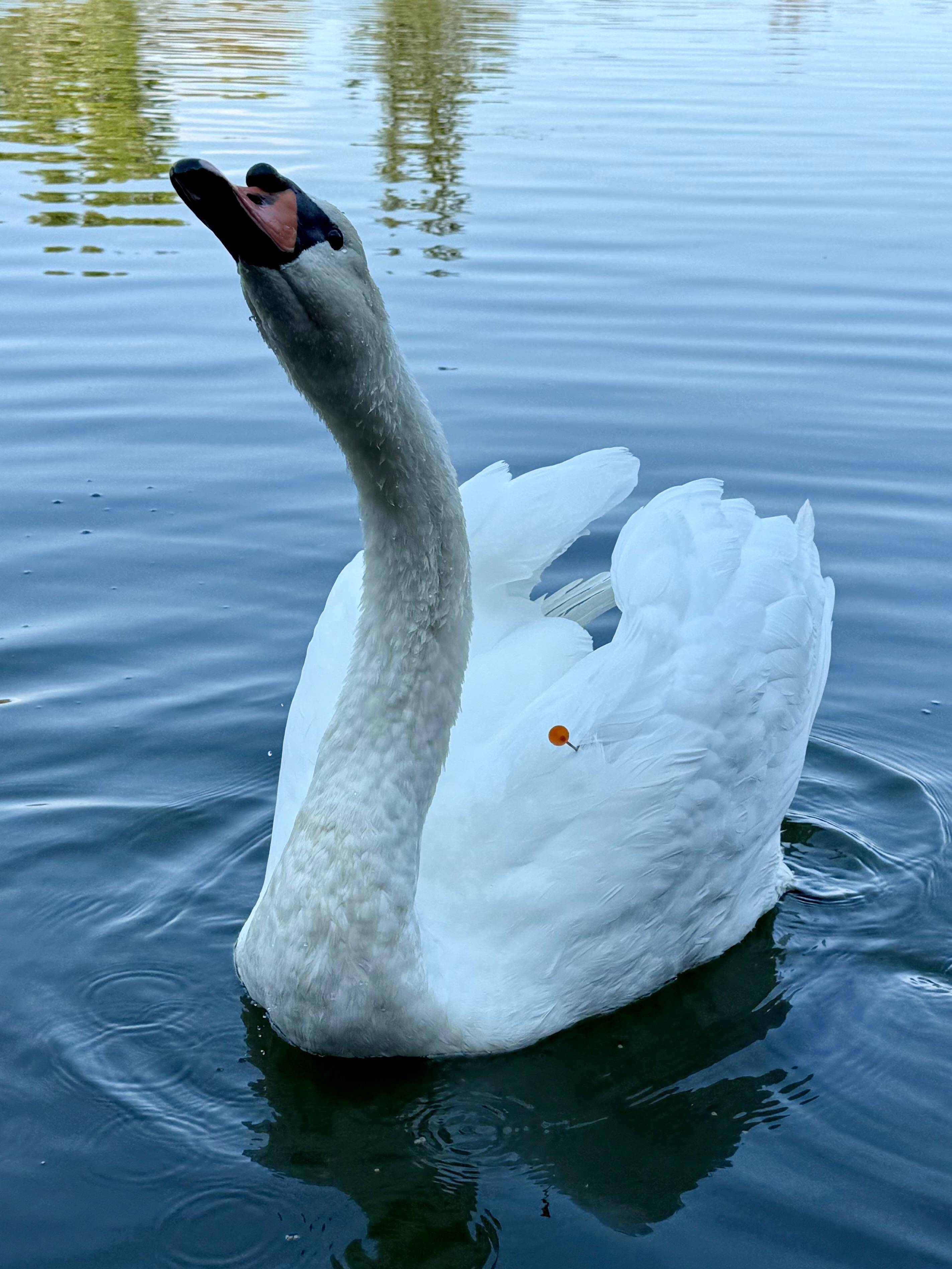 "Il y a une recrudescence de ces phénomènes": un cygne blessé par un tir de fléchette à Fréjus