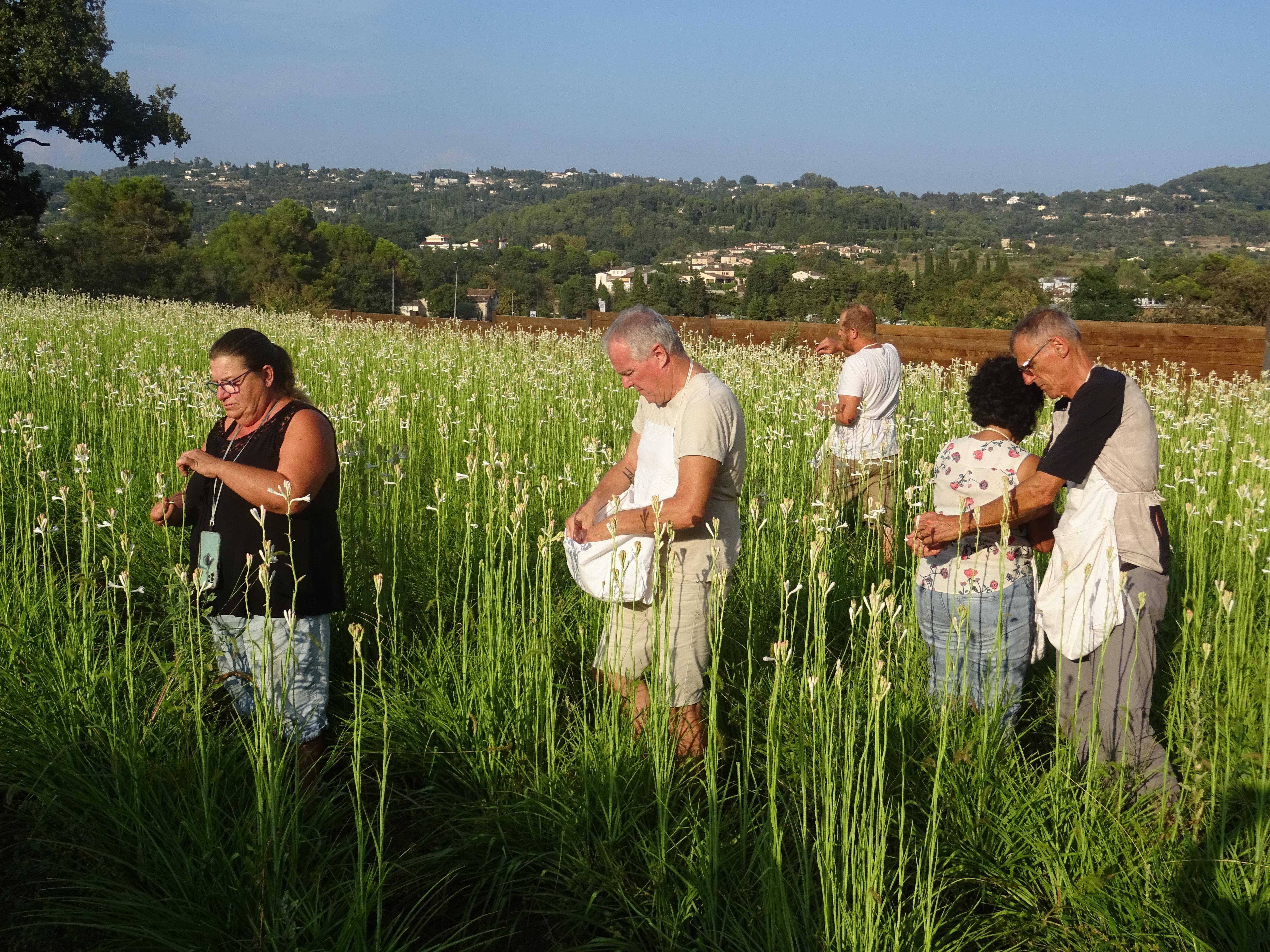 "Délaissée au fil du temps, car exigeante": entre tradition, parfum et passion, la tubéreuse reprend sa place à Grasse